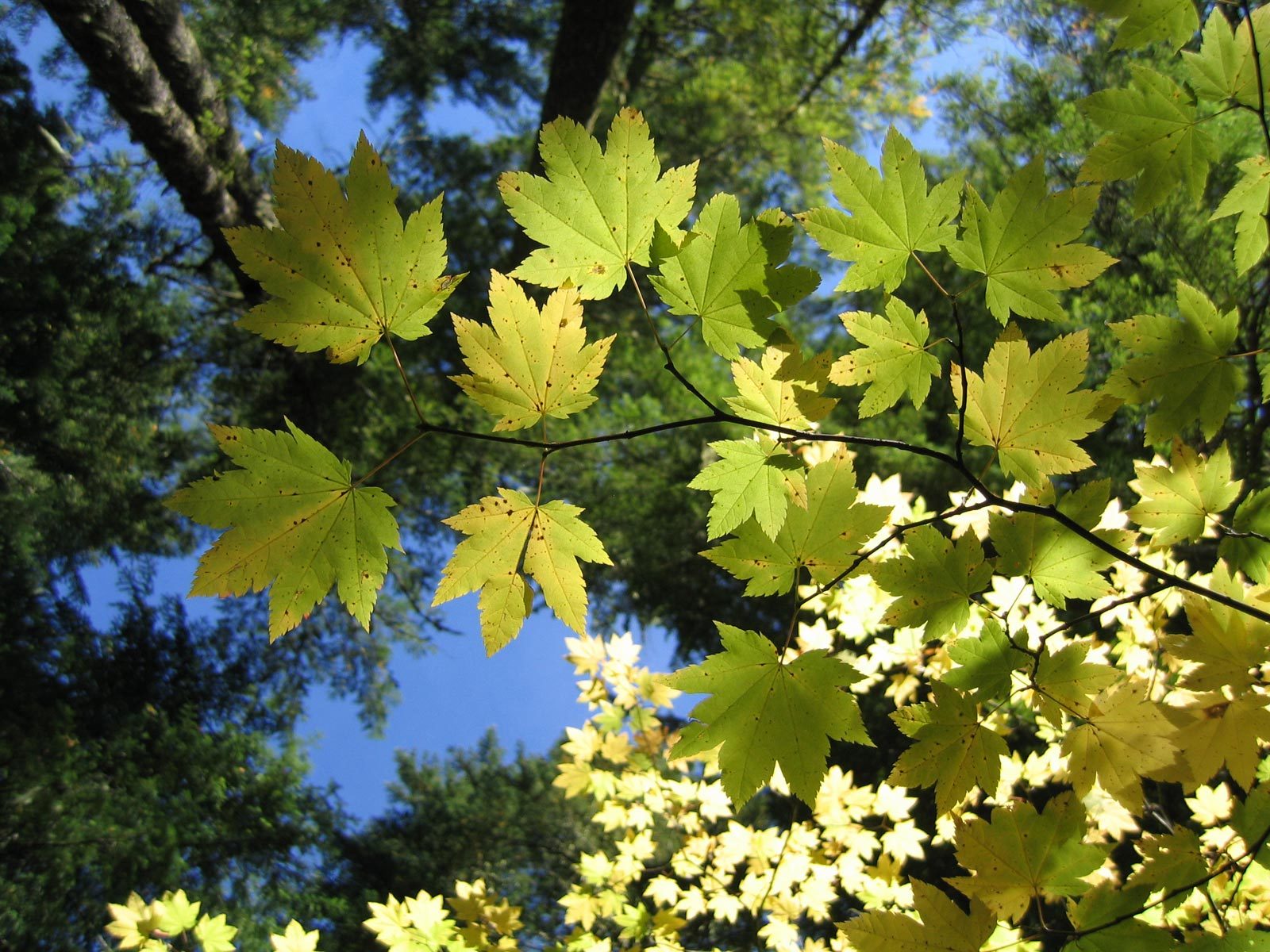 Laden Sie das Bäume, Blätter, Pflanzen-Bild kostenlos auf Ihren PC-Desktop herunter