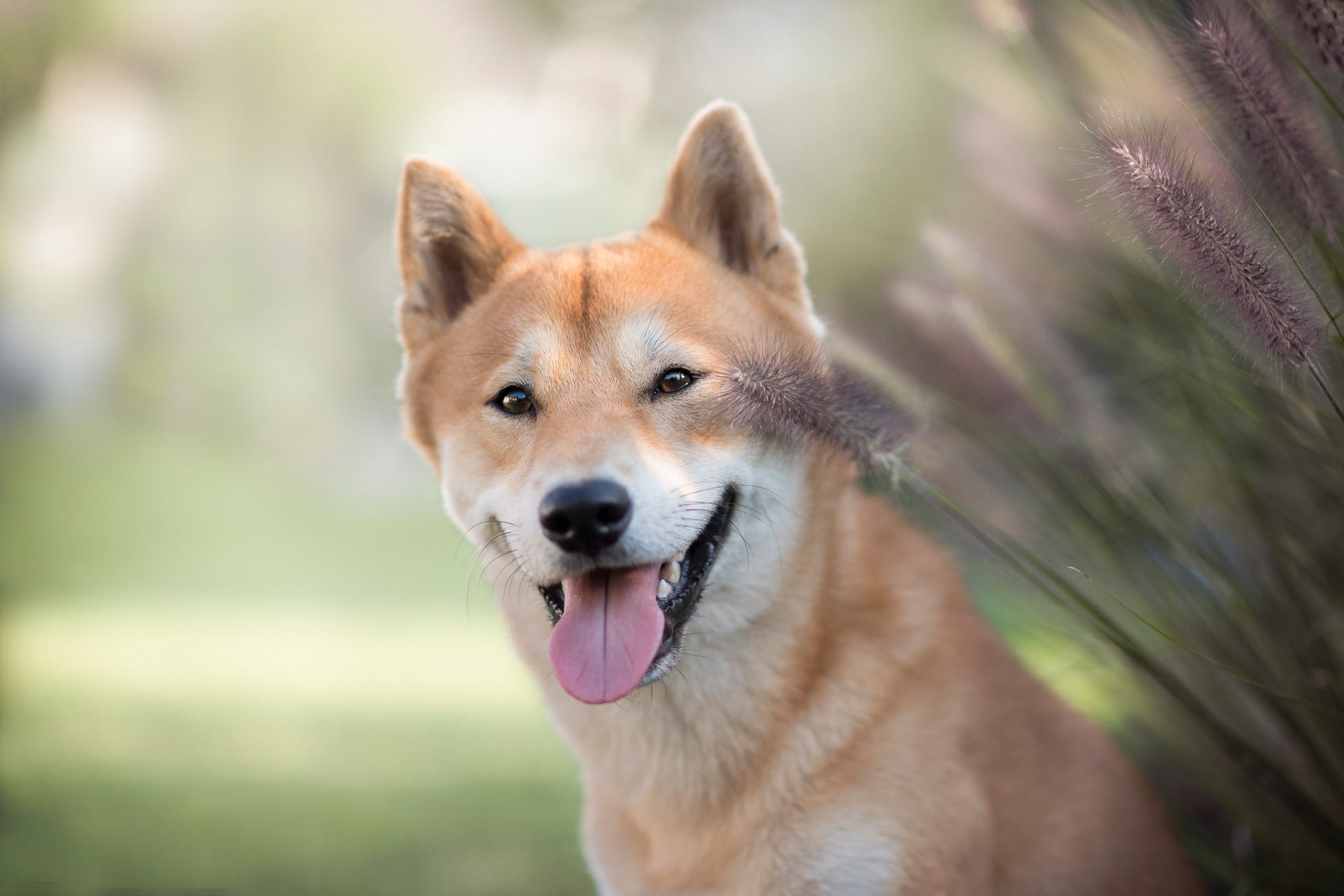 Laden Sie das Tiere, Hunde, Hund, Shiba Inu, Tiefenschärfe-Bild kostenlos auf Ihren PC-Desktop herunter