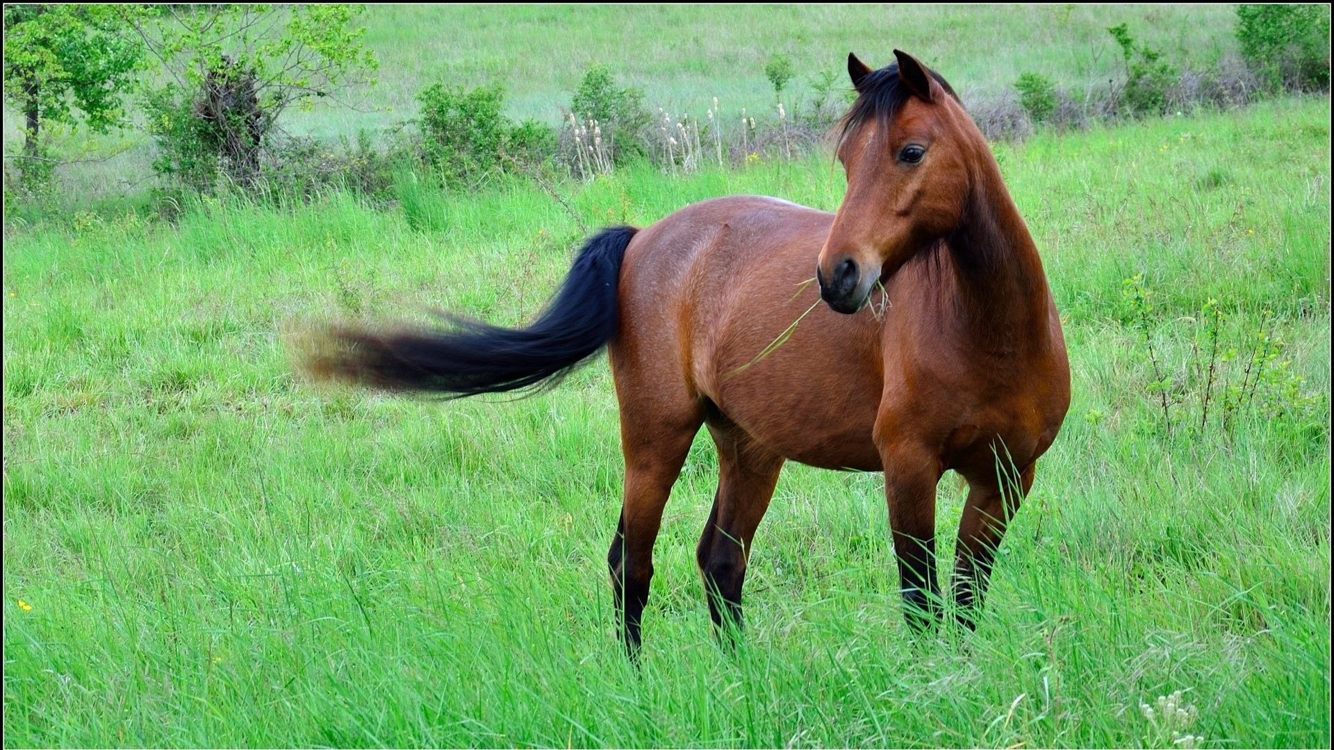 123394 descargar imagen animales, hierba, marrón, color, polyana, claro, caballo: fondos de pantalla y protectores de pantalla gratis