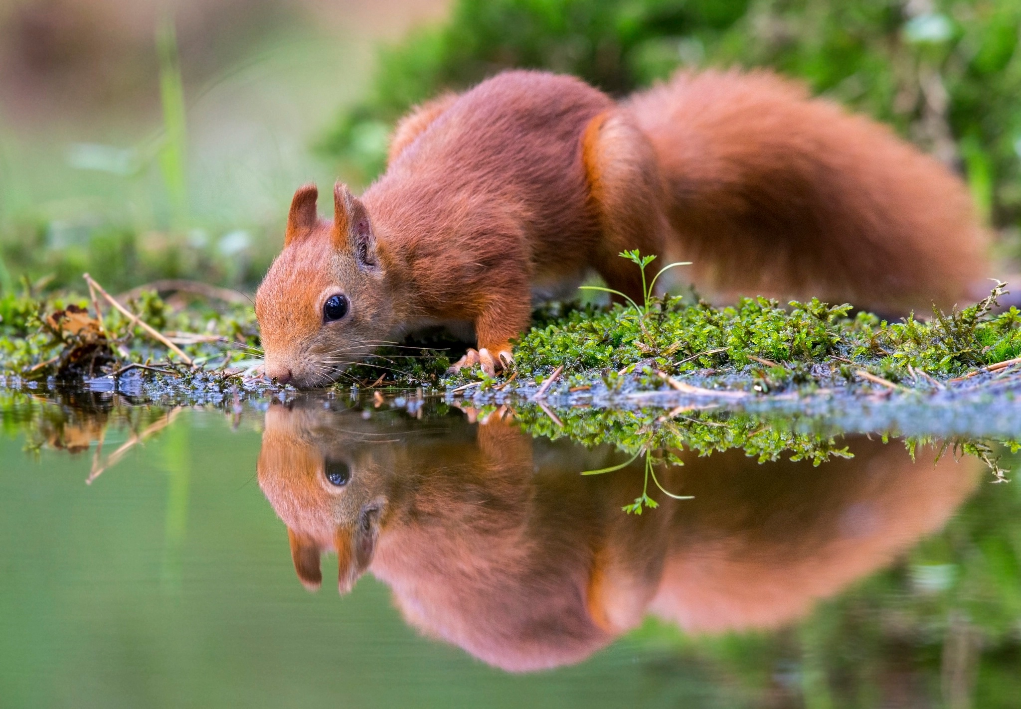 Laden Sie das Tiere, Eichhörnchen, Wasser, Nagetier, Spiegelung-Bild kostenlos auf Ihren PC-Desktop herunter