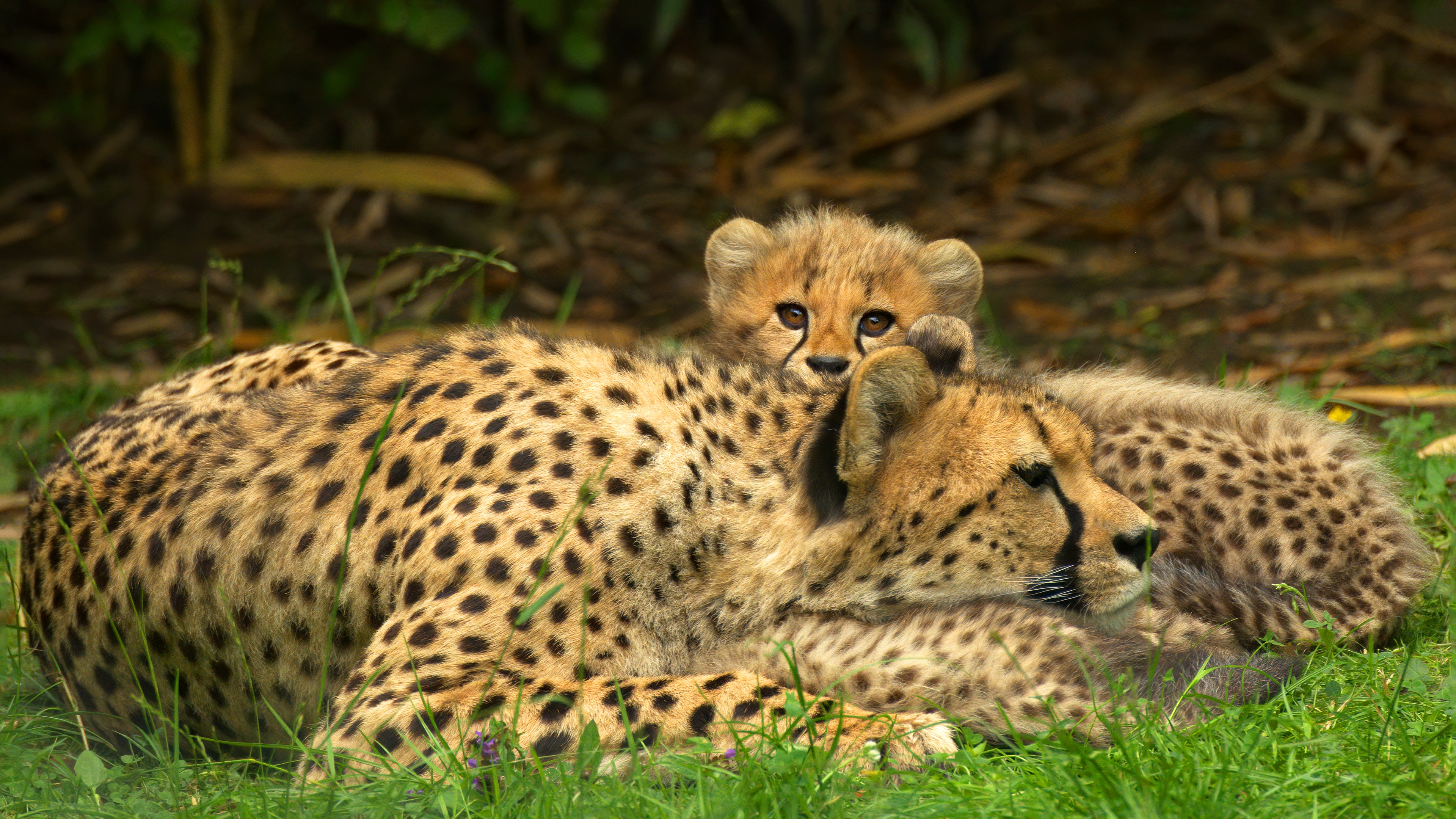 Téléchargez des papiers peints mobile Animaux, Chats, Guépard gratuitement.