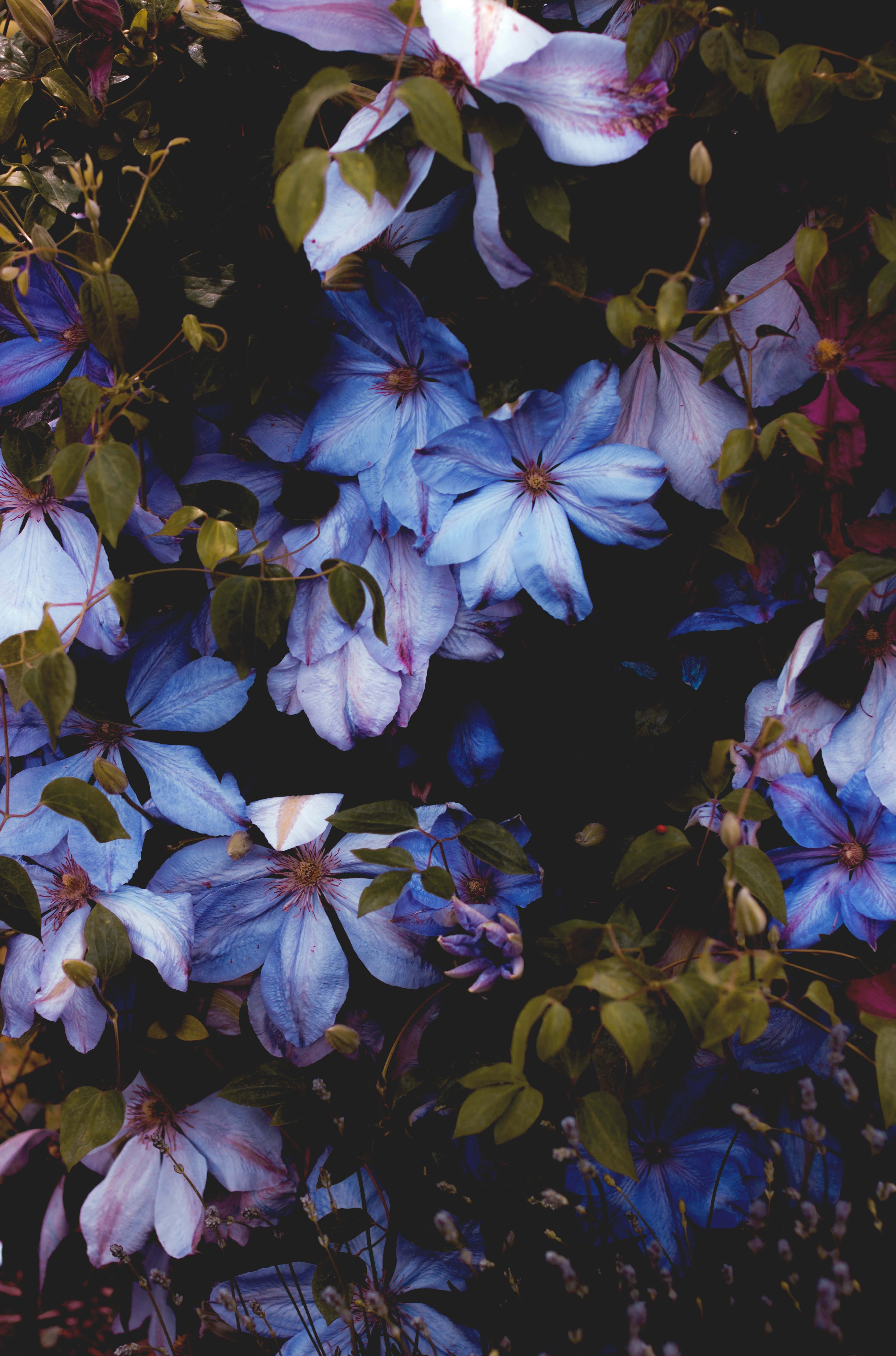 72584 descargar imagen flores, azul, planta, florecer, floración, decorativo: fondos de pantalla y protectores de pantalla gratis