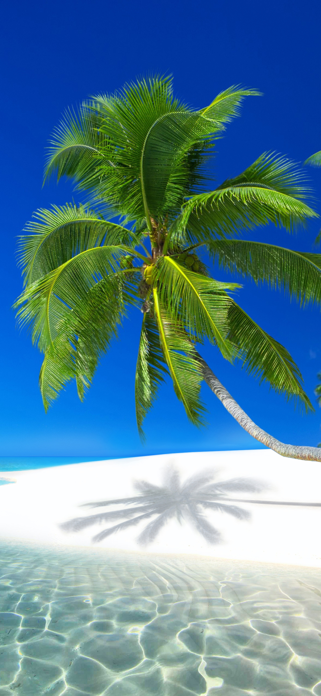 Download mobile wallpaper Sea, Beach, Earth, Island, Tropical, Seychelles, Palm Tree for free.