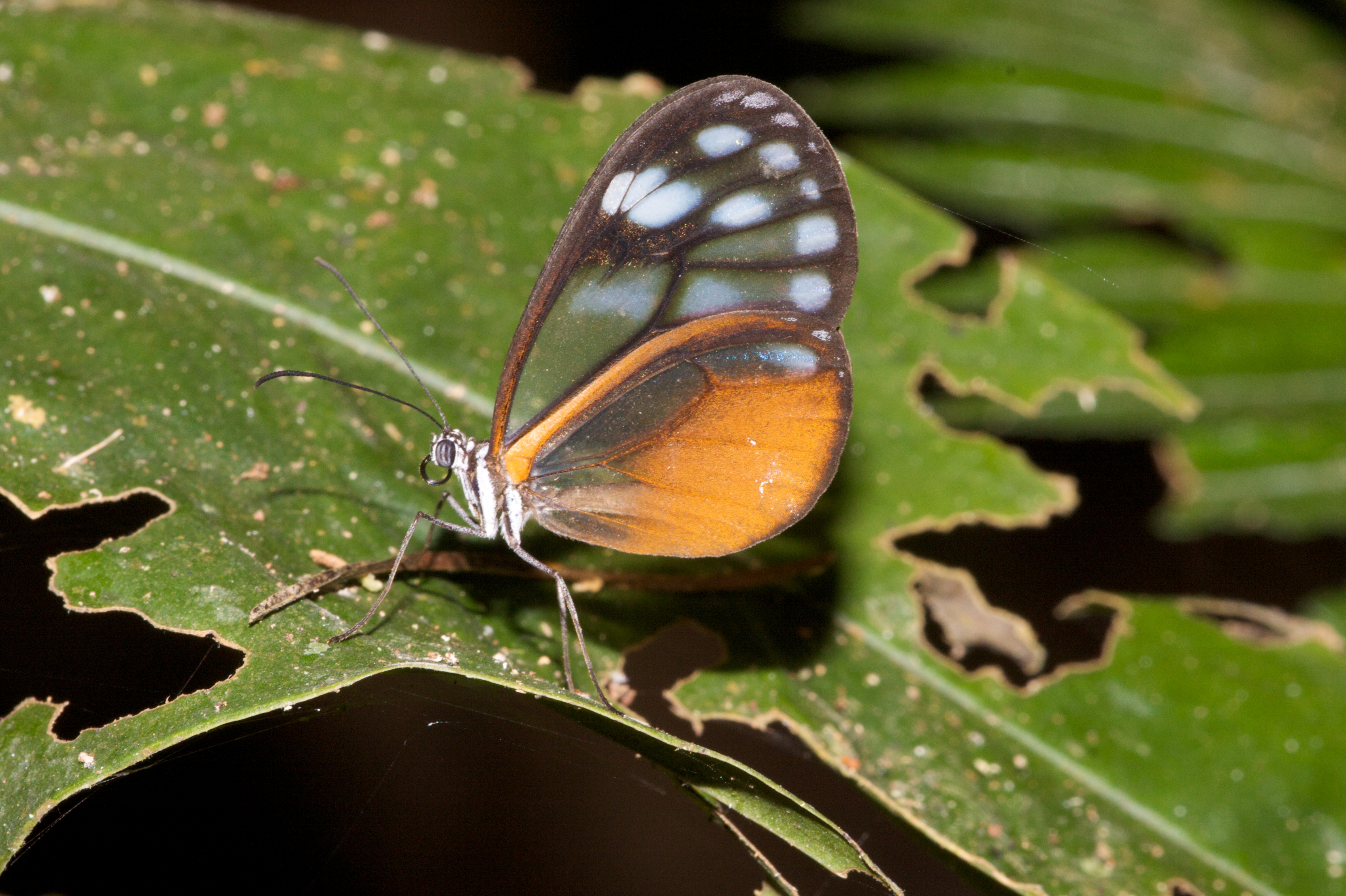 Descarga gratis la imagen Animales, Mariposa en el escritorio de tu PC