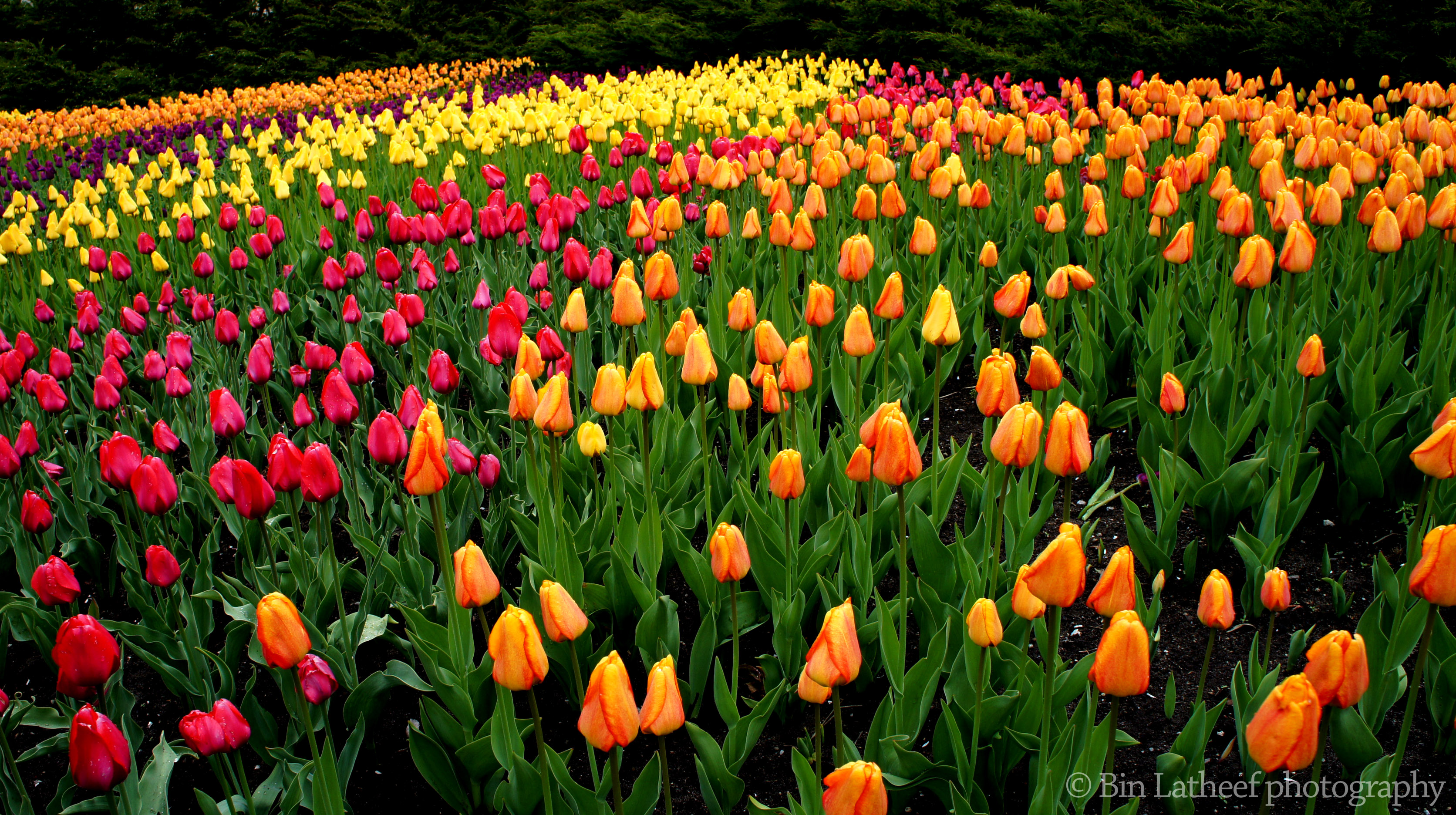 Téléchargez gratuitement l'image Fleurs, Fleur, Couleurs, Coloré, Tulipe, Terre/nature sur le bureau de votre PC