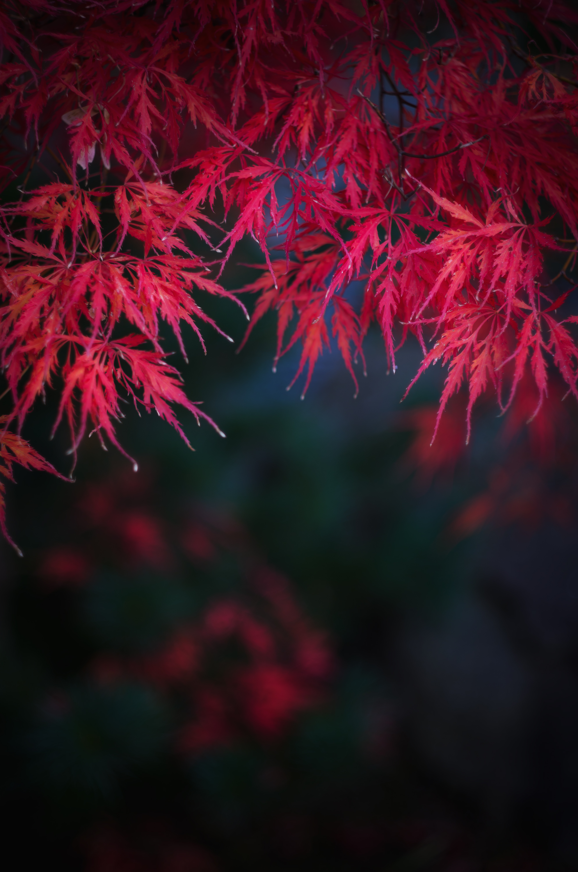 leaves, autumn, nature, red, branches UHD