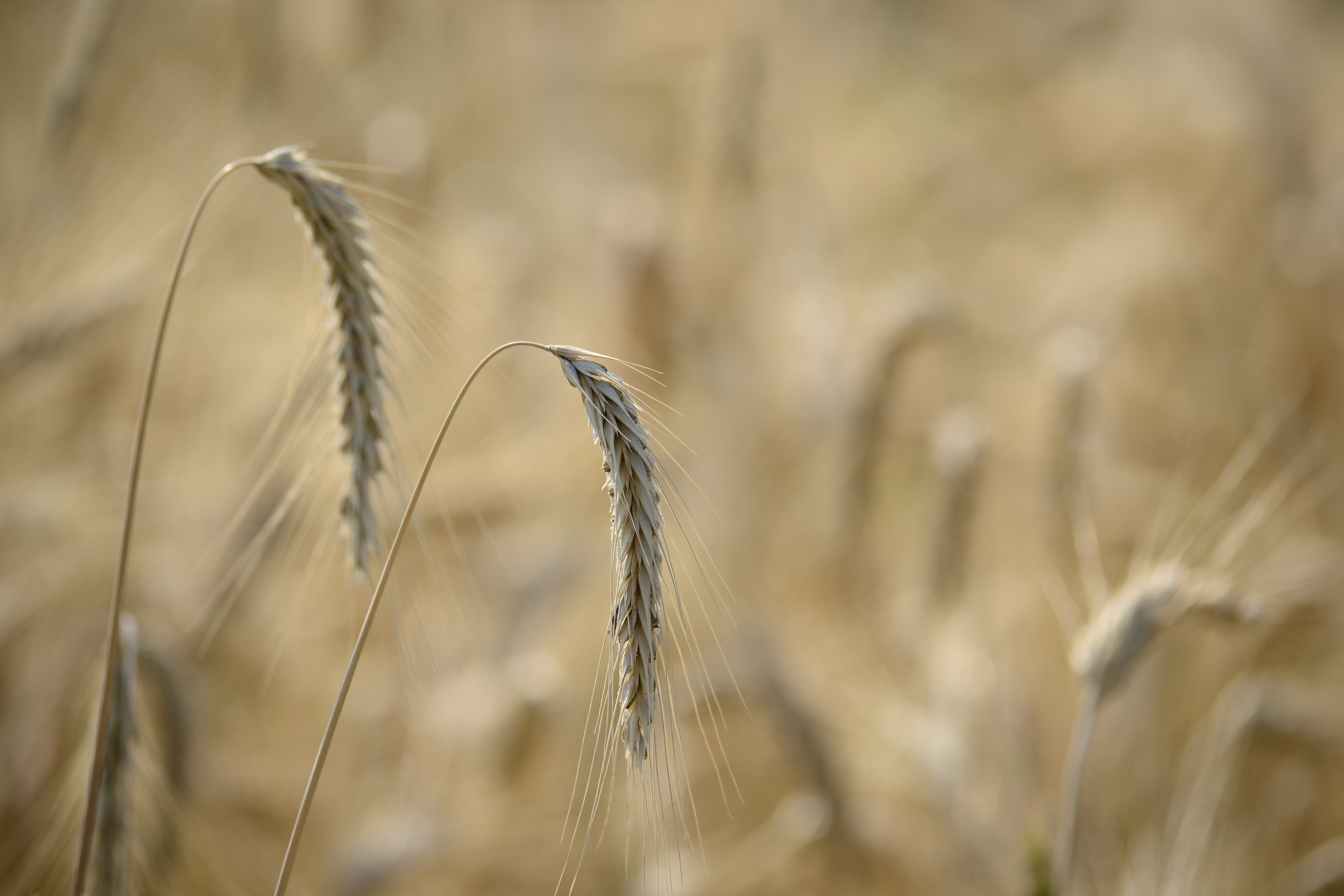 Download mobile wallpaper Nature, Summer, Wheat, Blur, Earth for free.