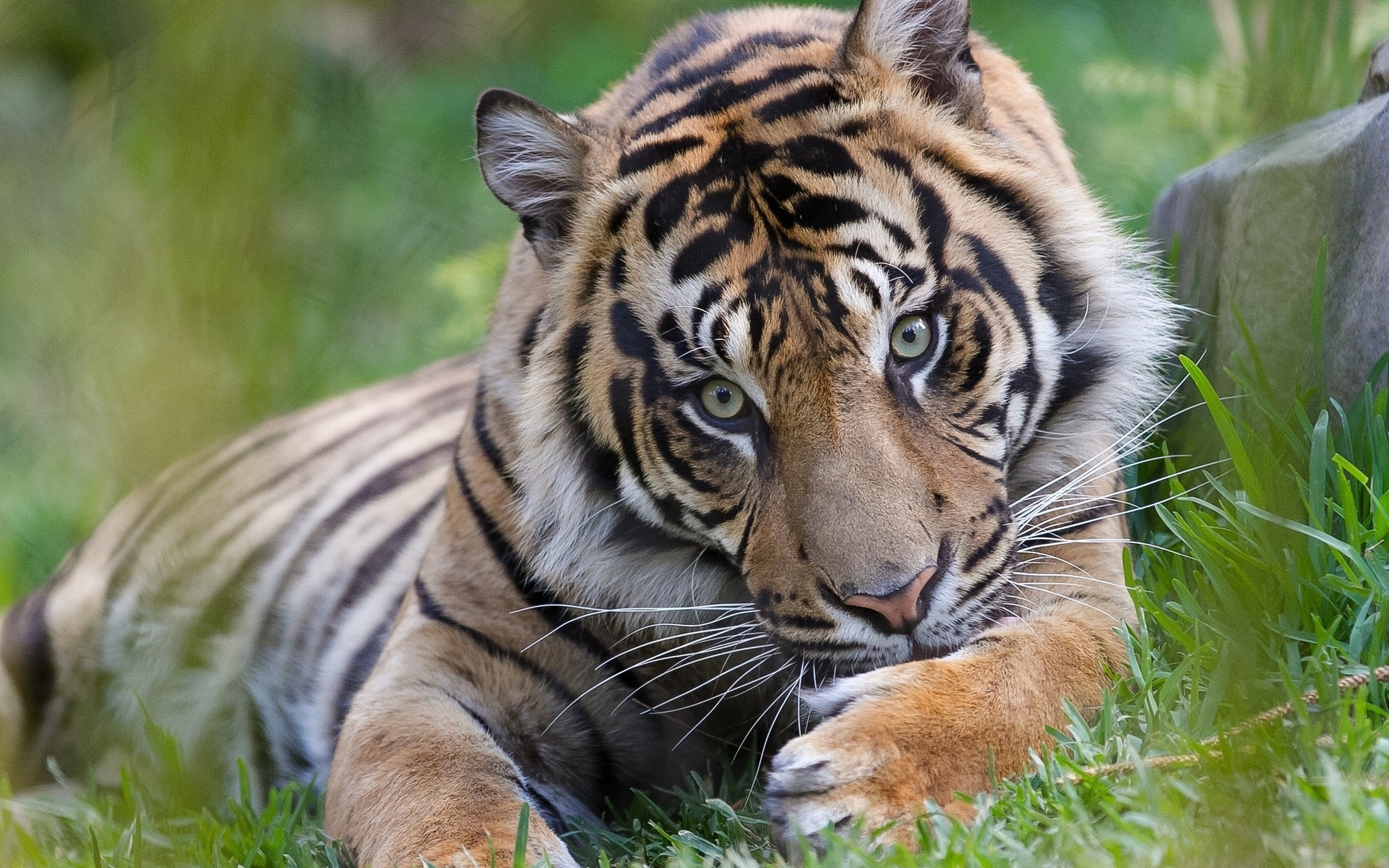 Baixar papel de parede para celular de Animais, Gatos, Tigre gratuito.