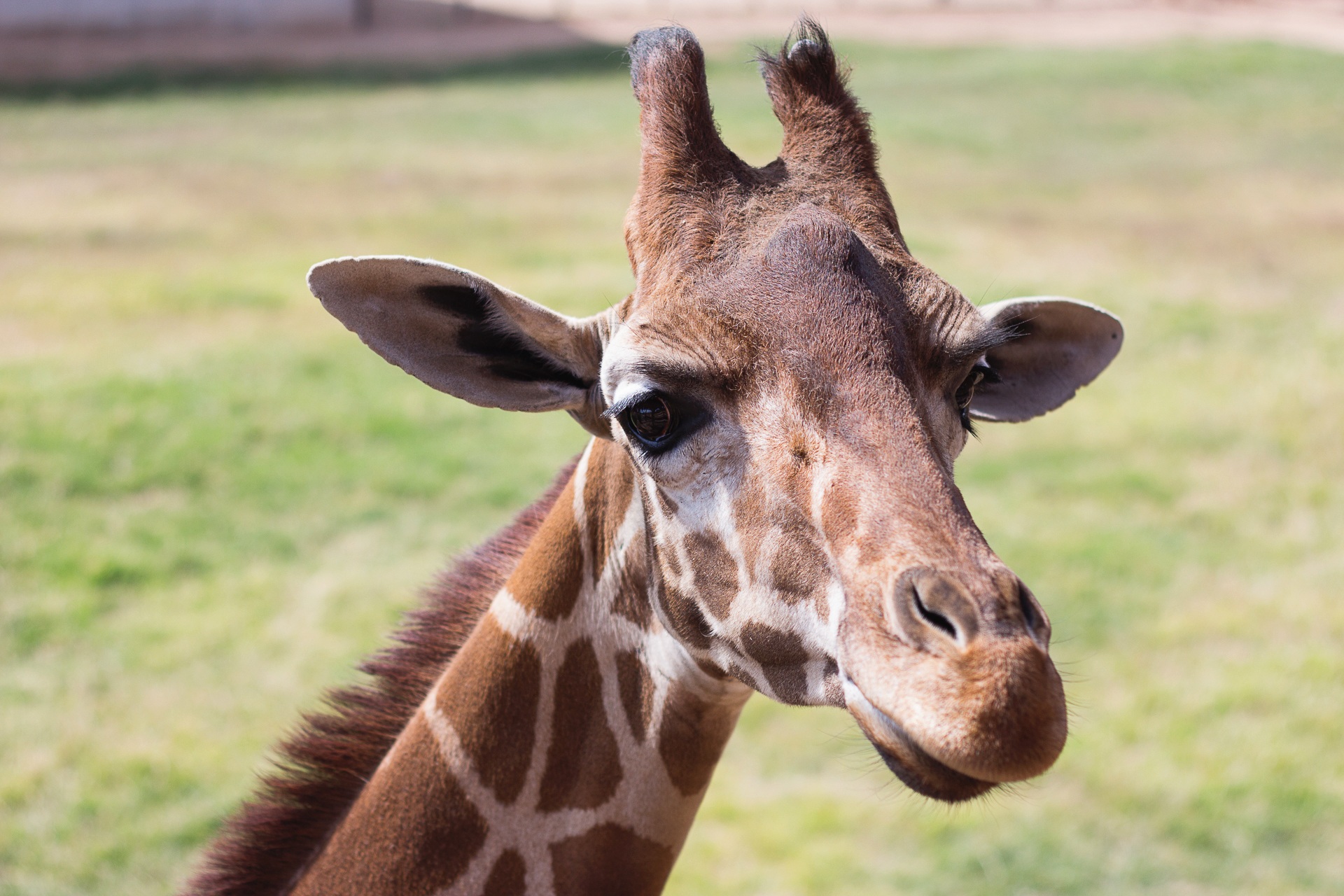 Laden Sie das Tiere, Süß, Nahansicht, Giraffe, Tierbaby-Bild kostenlos auf Ihren PC-Desktop herunter