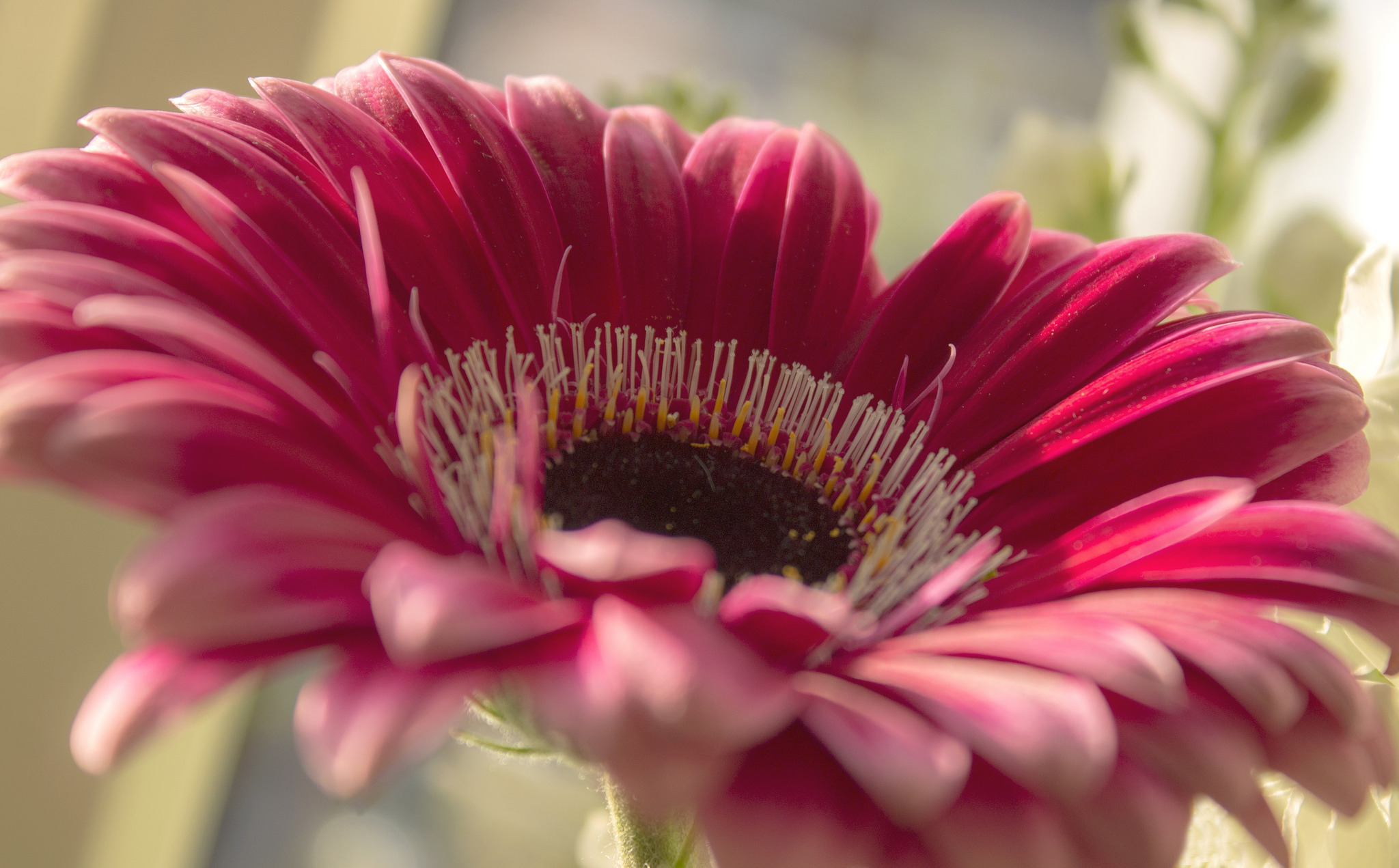 Free download wallpaper Flowers, Flower, Close Up, Earth, Gerbera, Petal on your PC desktop
