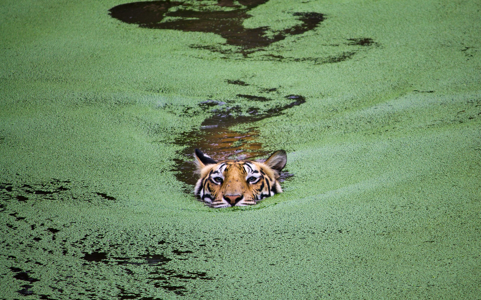 Handy-Wallpaper Tiere, Katzen, Wasser, Tiger kostenlos herunterladen.