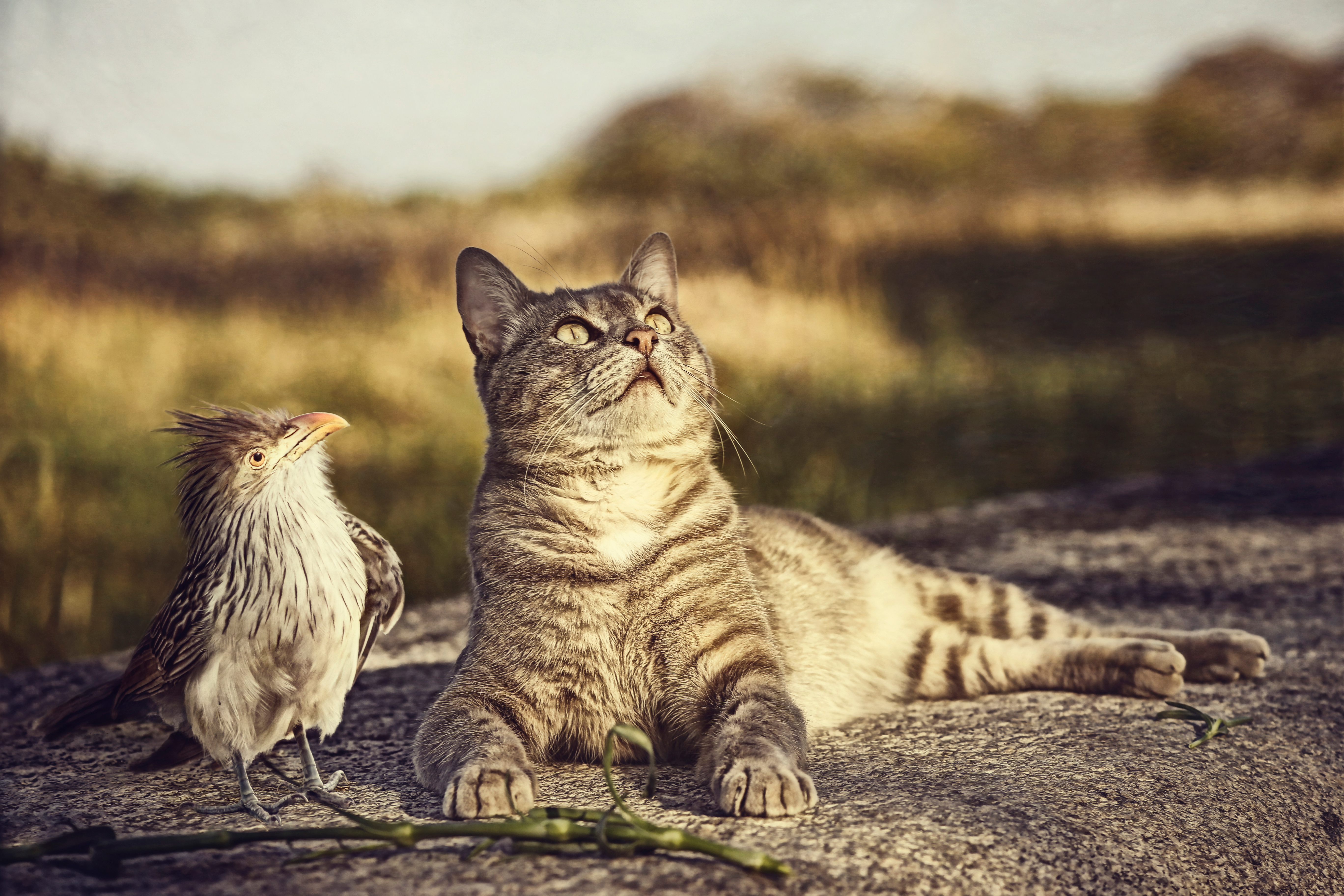 Laden Sie das Tiere, Katzen, Vogel, Katze-Bild kostenlos auf Ihren PC-Desktop herunter