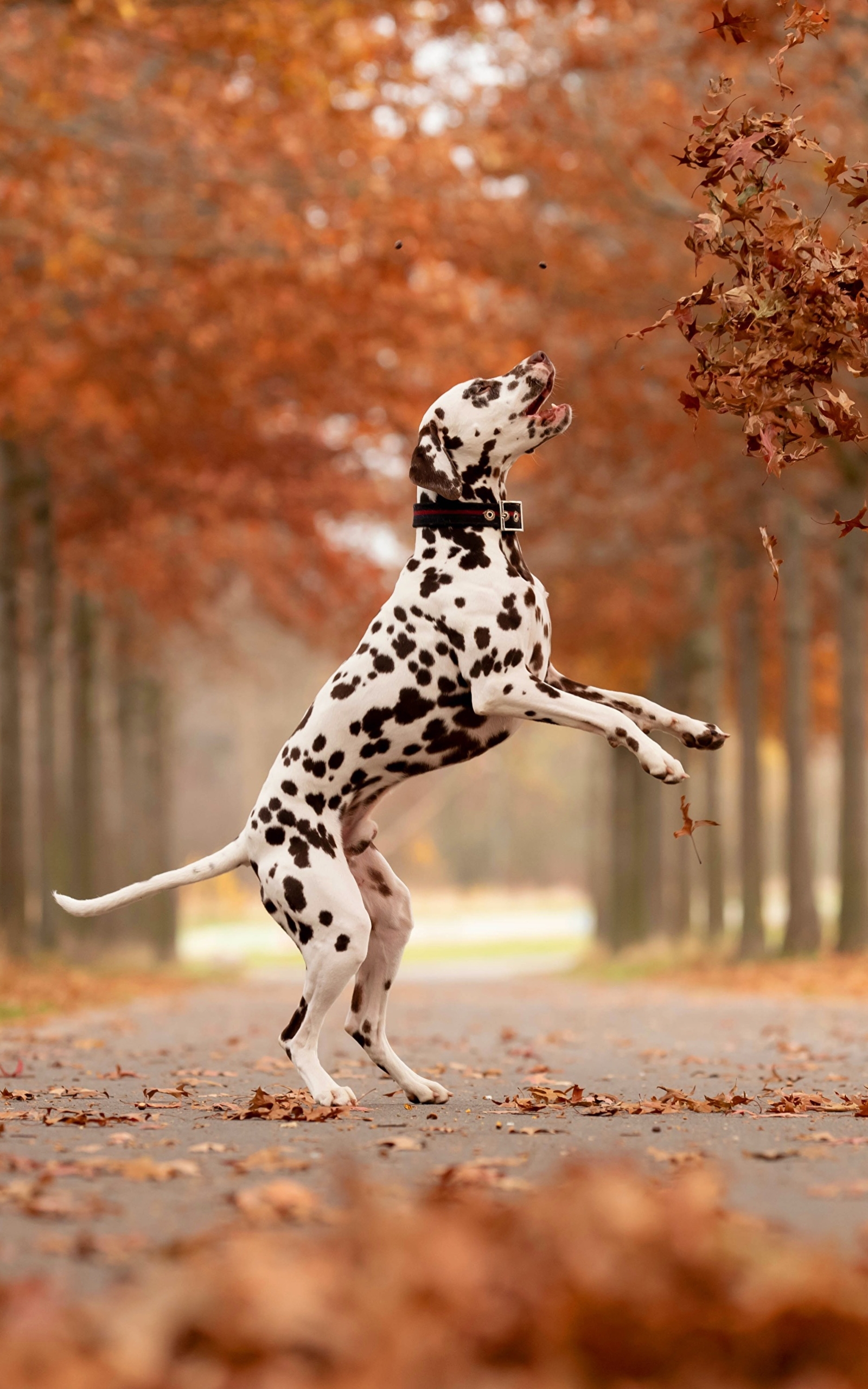 無料モバイル壁紙動物, 秋, 犬, ダルメシアンをダウンロードします。