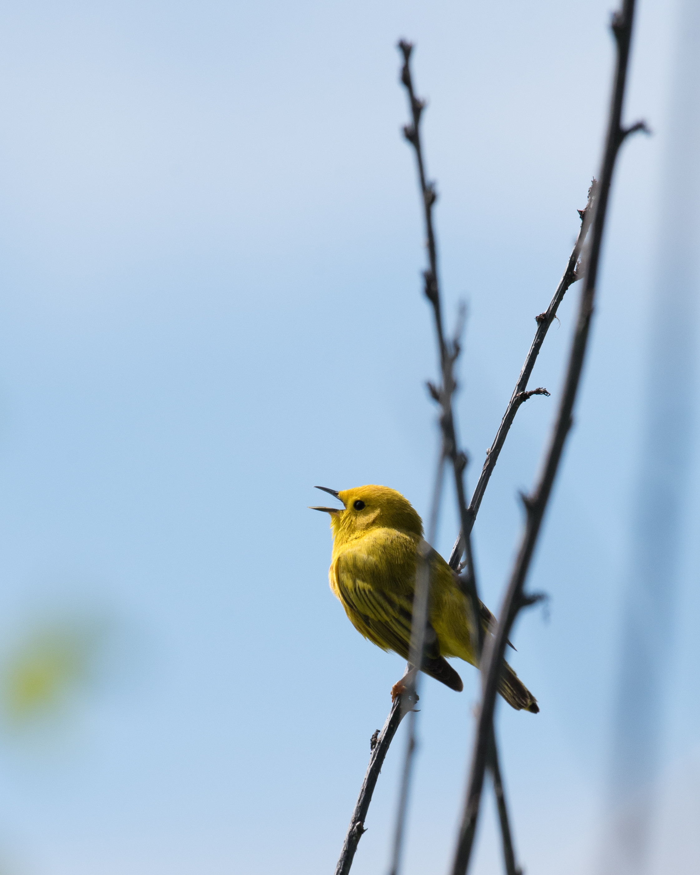 animals, bird, yellow, bright, branches, warbler, kamysovka 4K for PC