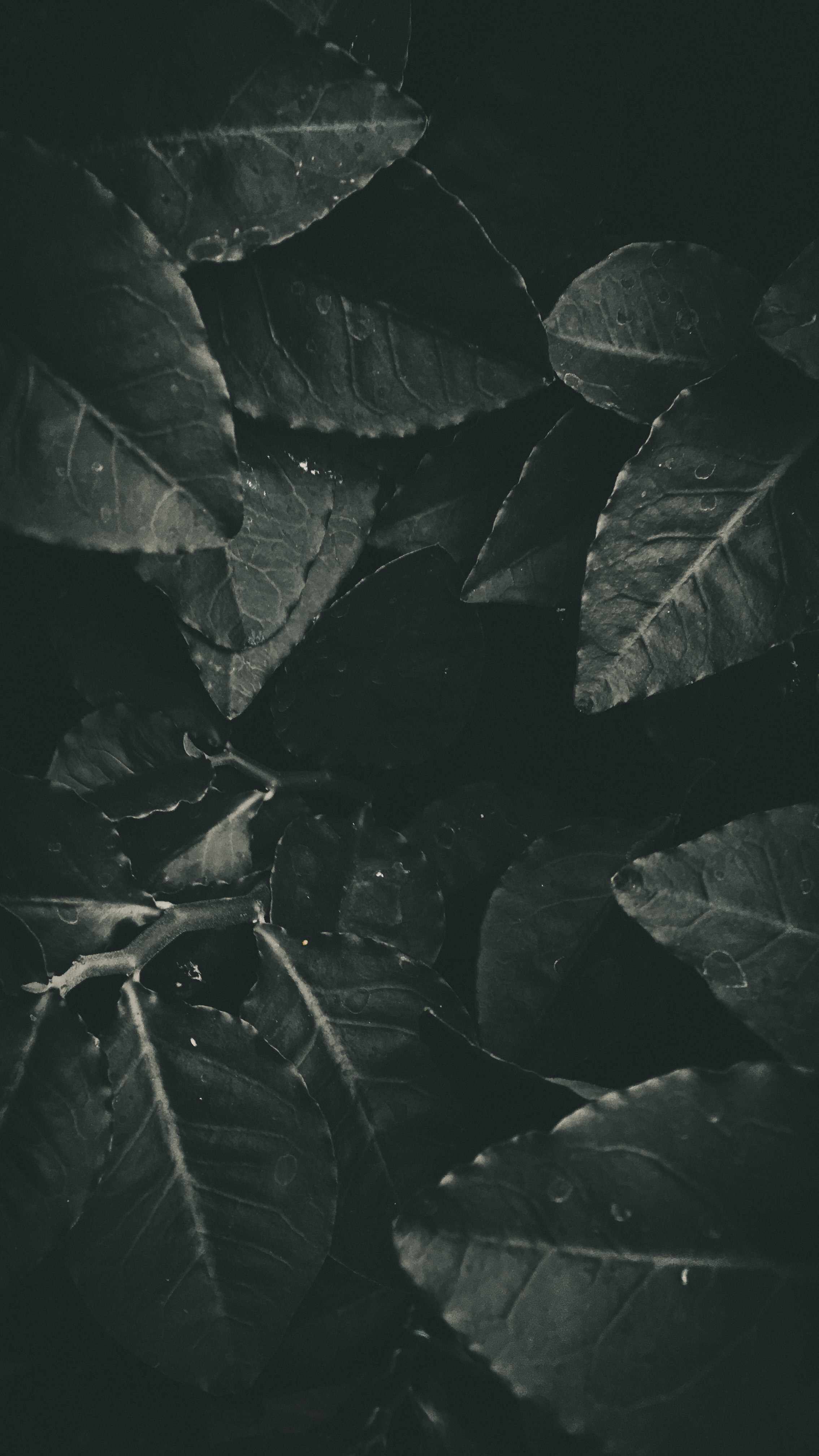 Mobile wallpaper bw, dark, leaves, chb, foliage