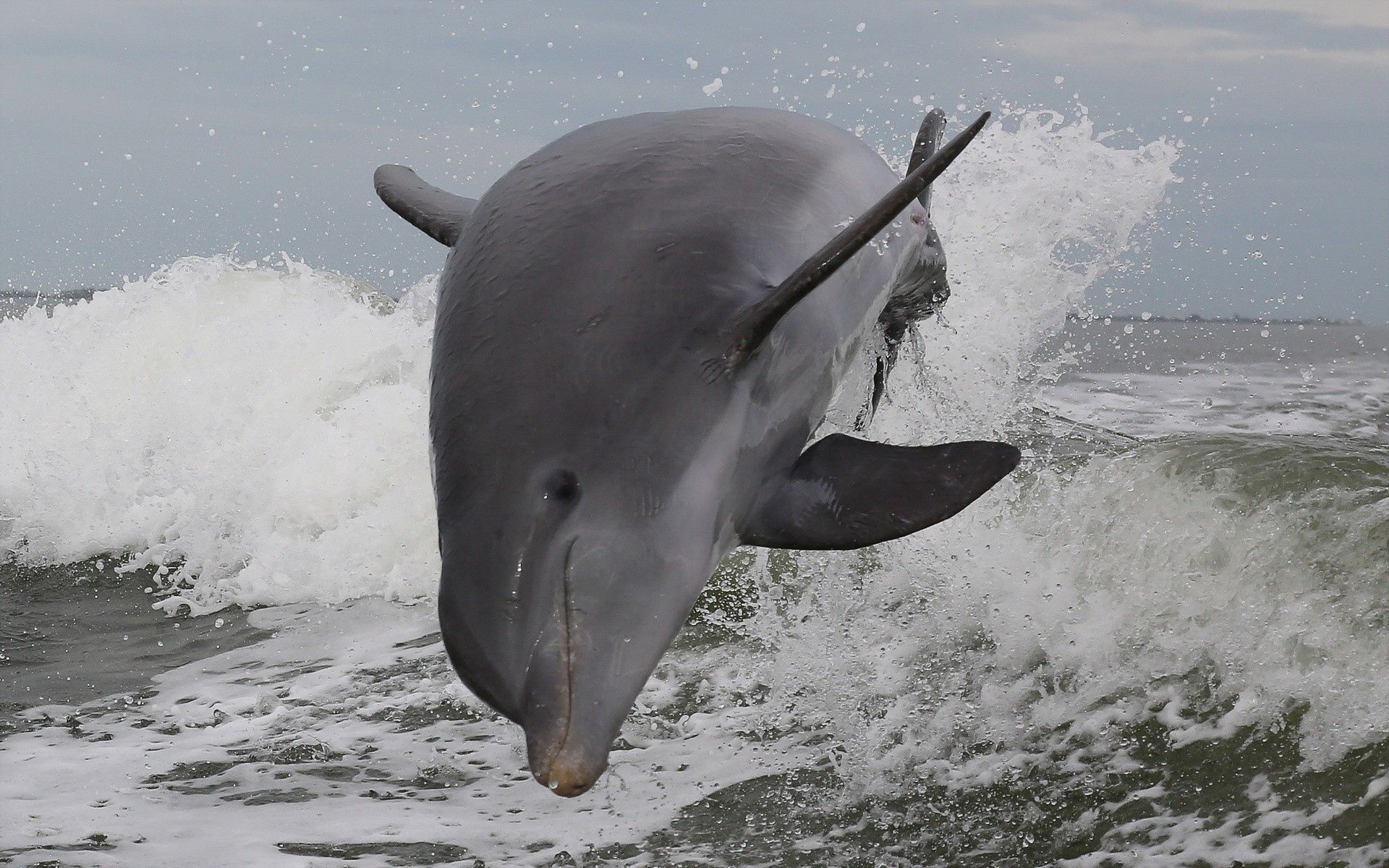 132856 Hintergrundbild herunterladen tiere, sea, prallen, springen, delfin - Bildschirmschoner und Bilder kostenlos