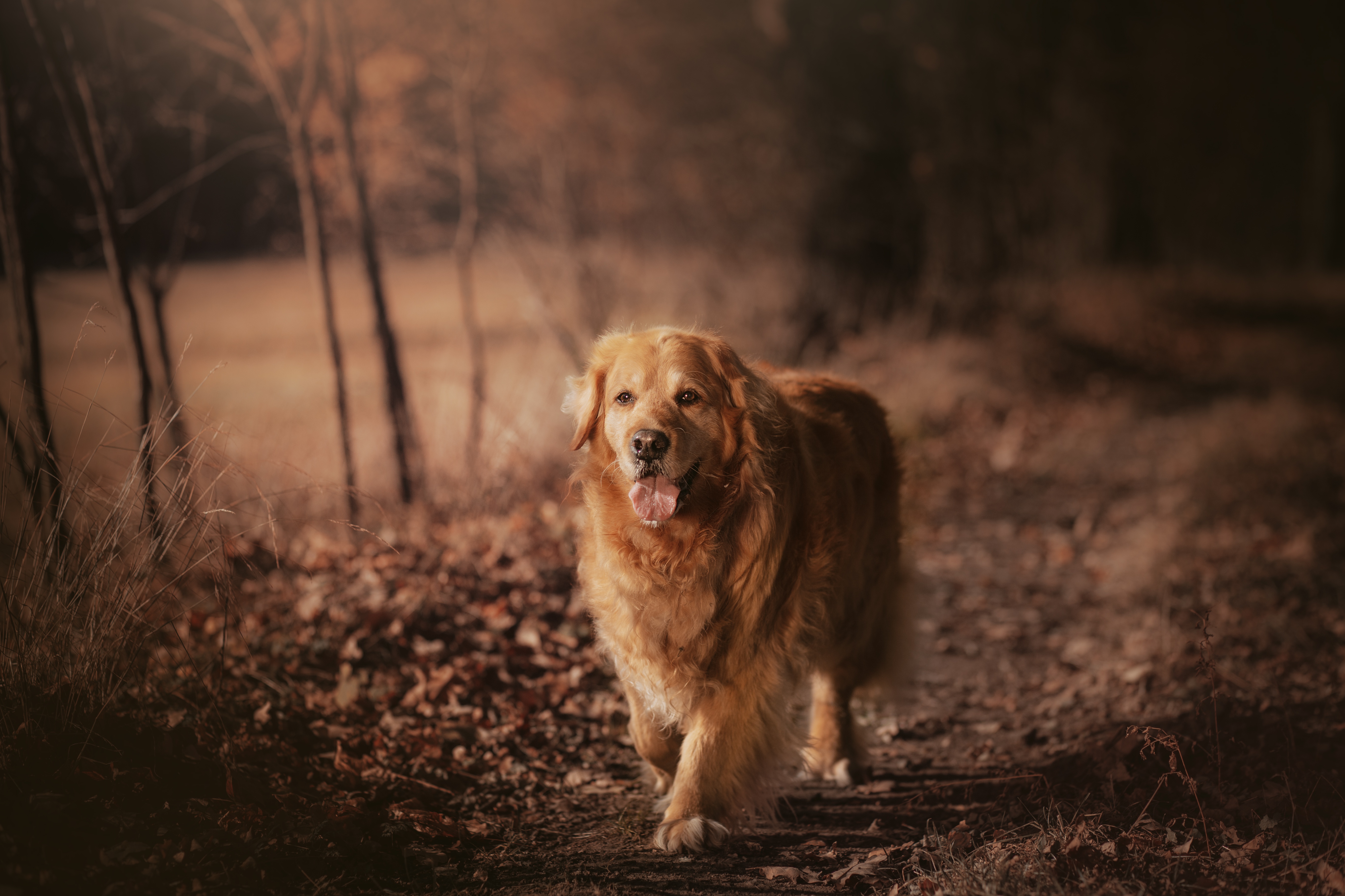 Handy-Wallpaper Tiere, Hunde, Hund, Golden Retriever kostenlos herunterladen.