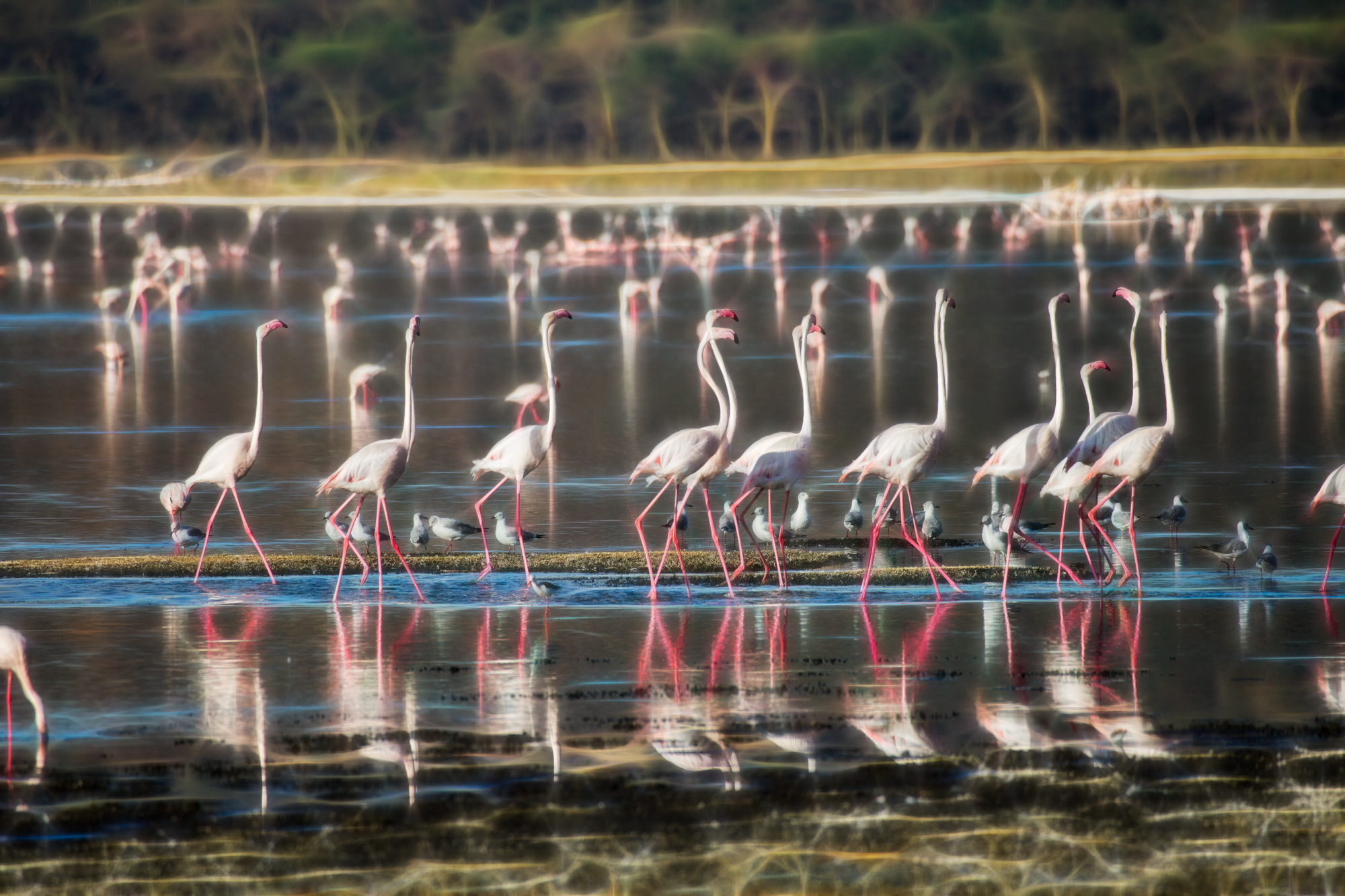 Free download wallpaper Birds, Water, Flamingo, Reflection, Bird, Animal on your PC desktop