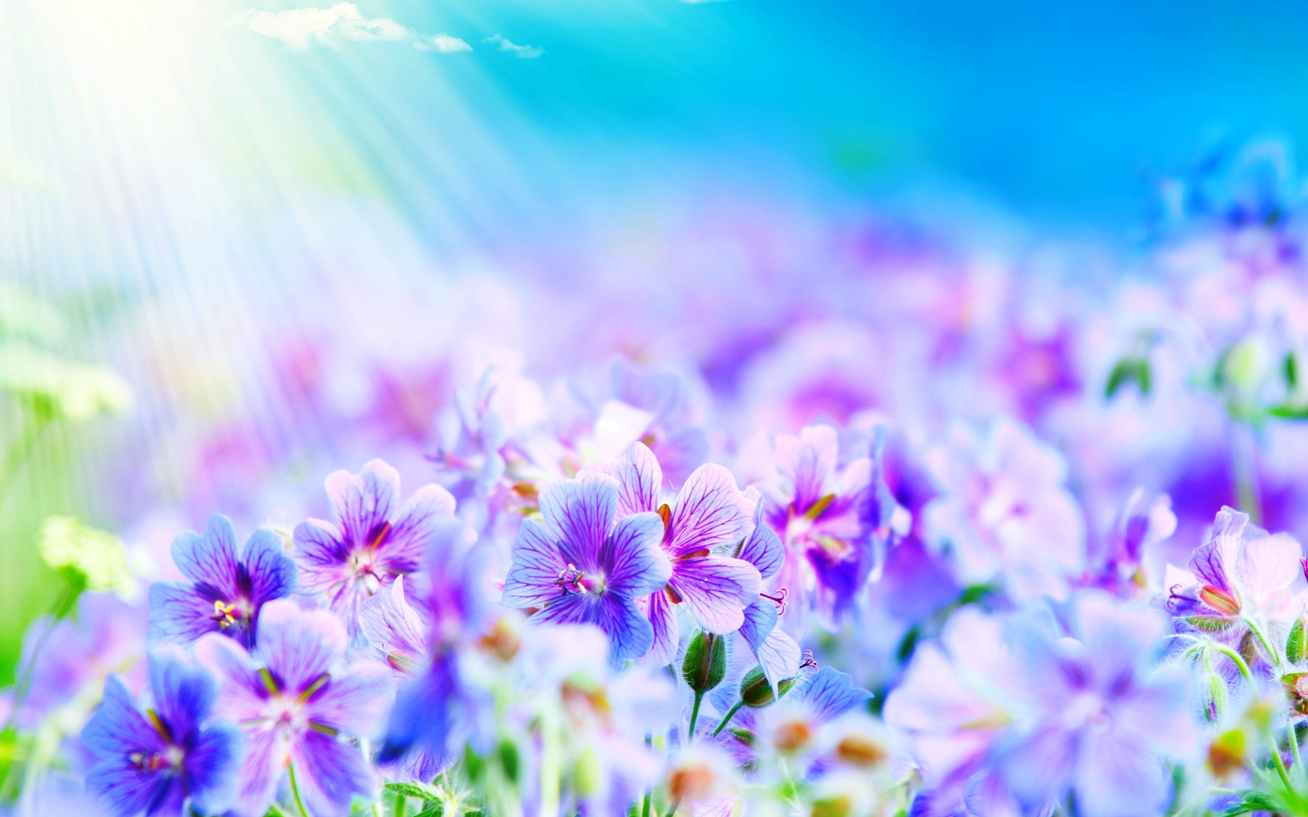 Free download wallpaper Flower, Earth on your PC desktop