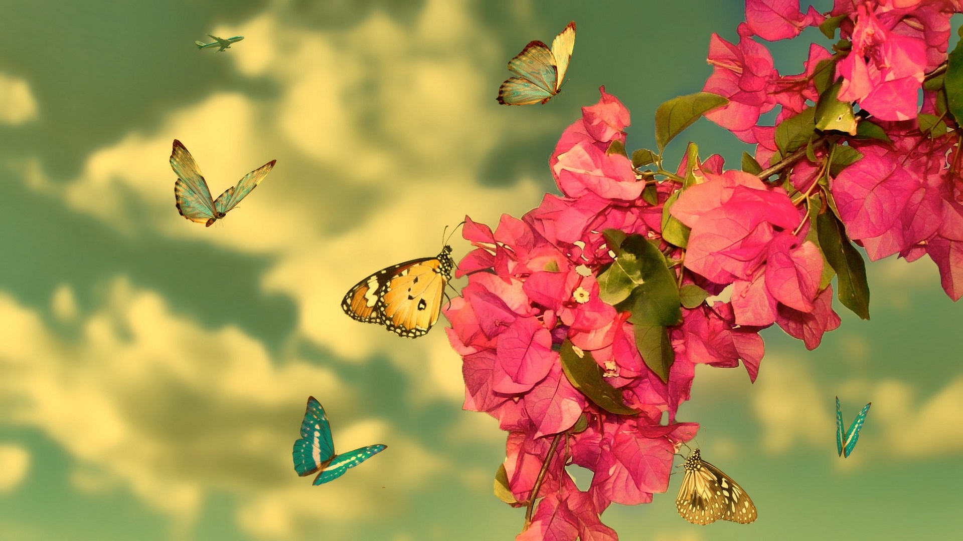 840708壁紙のダウンロード動物, 蝶, 花, ブーゲンビリア, 操作, ピンクの花, 春-スクリーンセーバーと写真を無料で