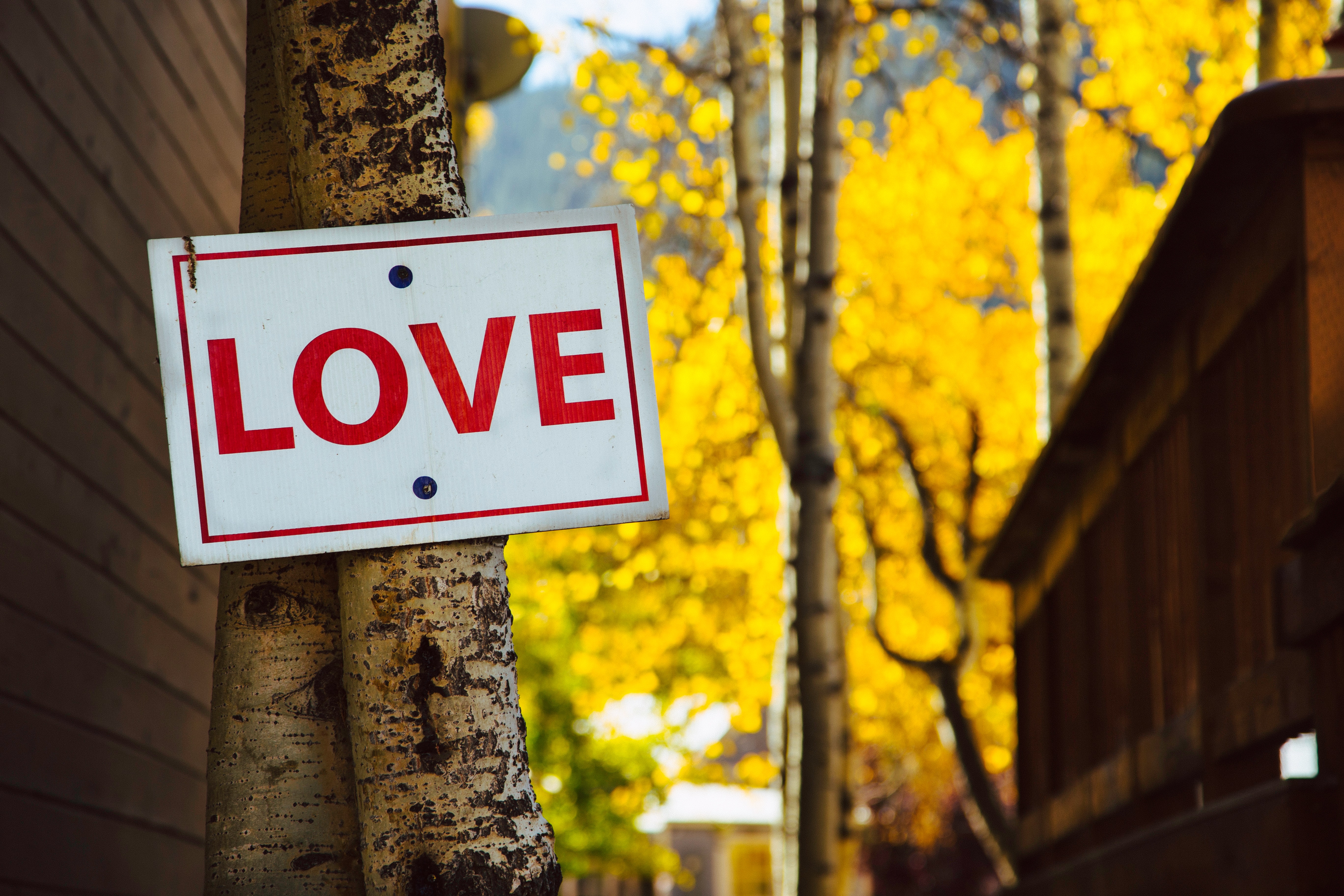 Download mobile wallpaper Wood, Tree, Signboard, Sign, Inscription, Words, Love for free.