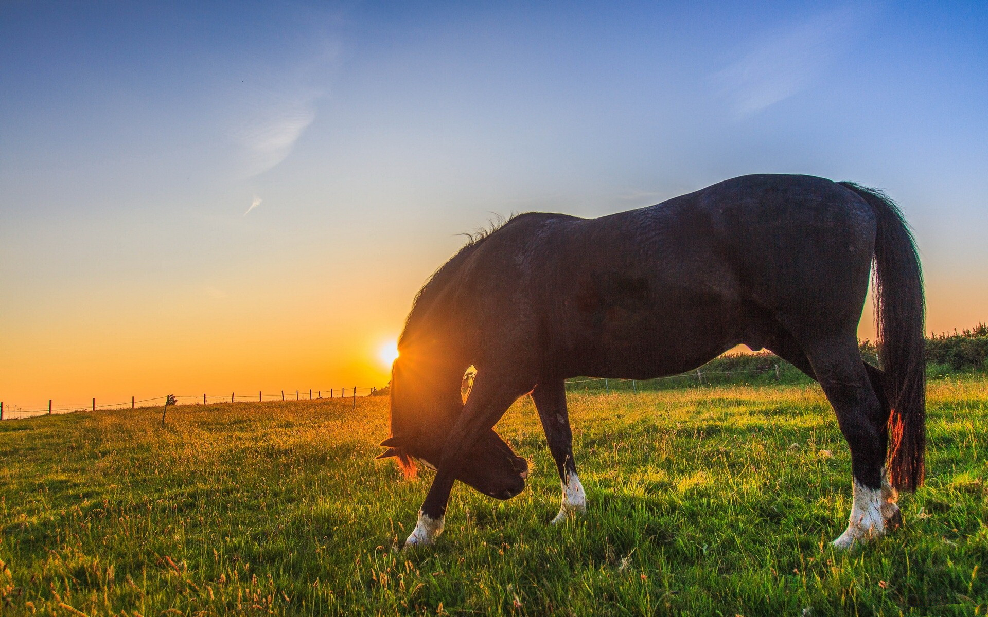 Téléchargez des papiers peints mobile Animaux, Cheval gratuitement.