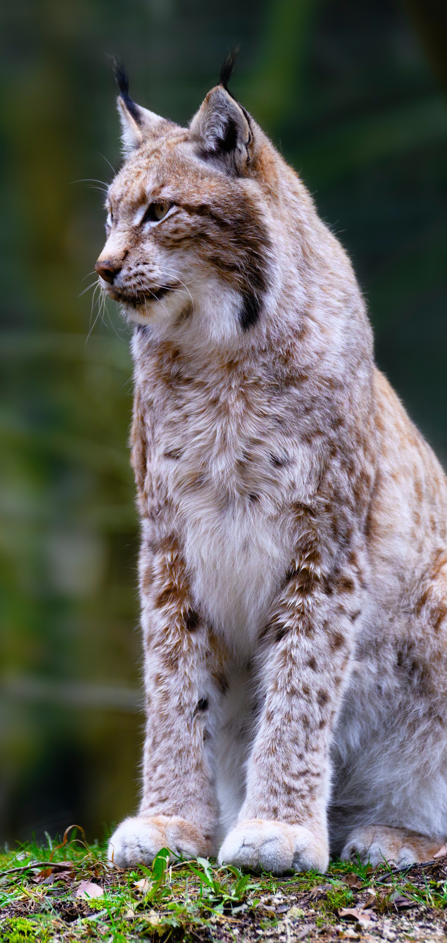 Téléchargez gratuitement l'image Animaux, Chats, Lynx sur le bureau de votre PC