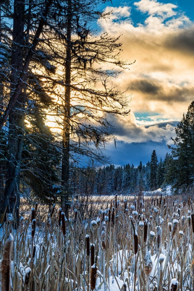 Descarga gratuita de fondo de pantalla para móvil de Invierno, Naturaleza, Nieve, Planta, Árbol, Nube, Tierra/naturaleza.