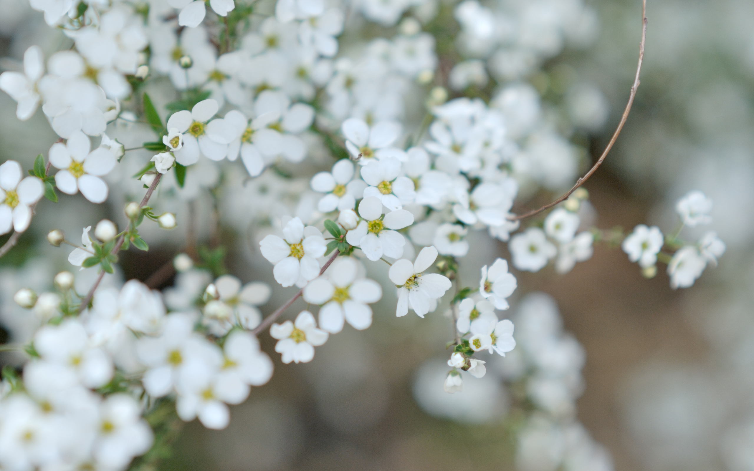 Free download wallpaper Blossom, Flowers, Earth on your PC desktop