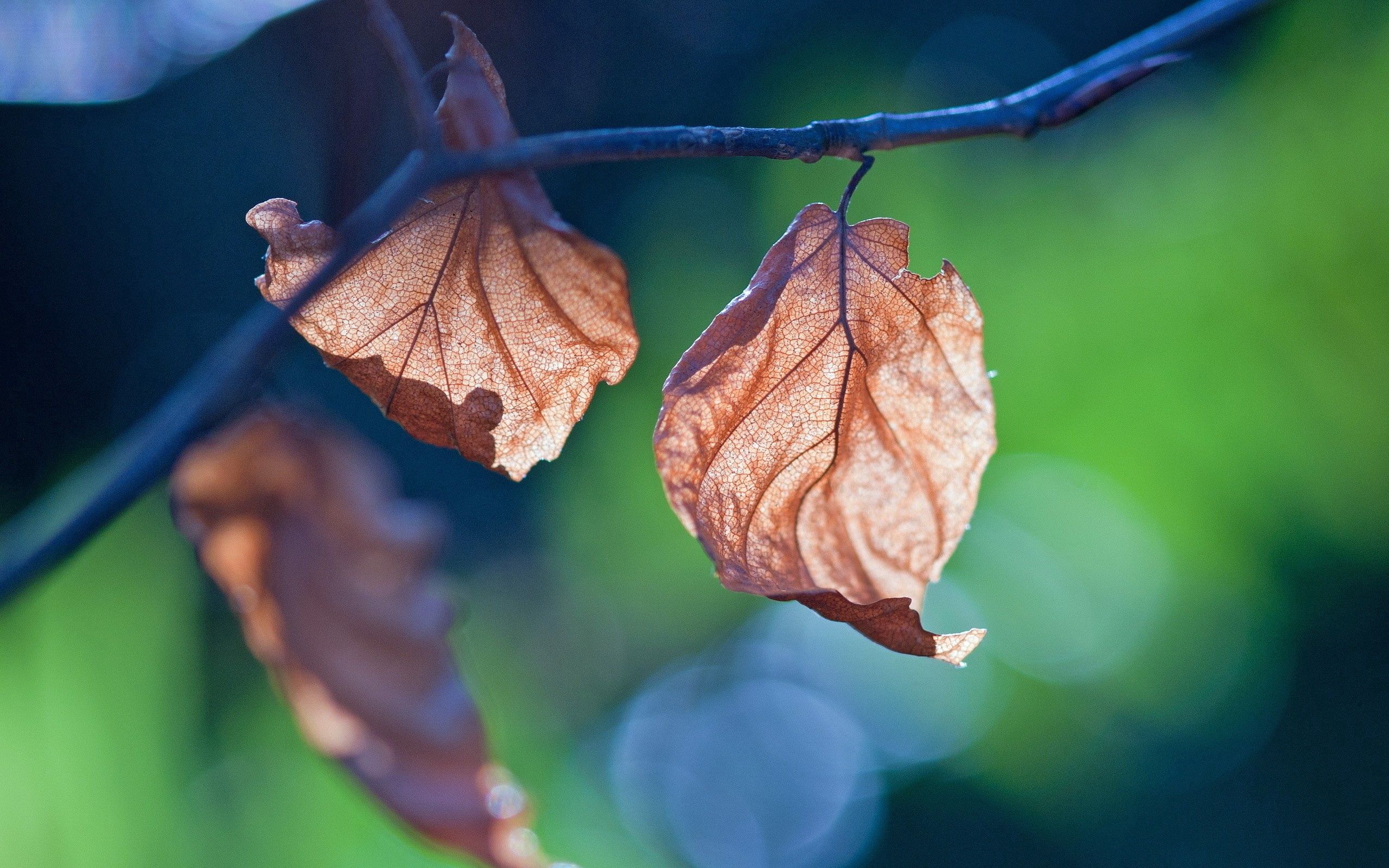 Free download wallpaper Nature, Leaves, Macro, Branch on your PC desktop