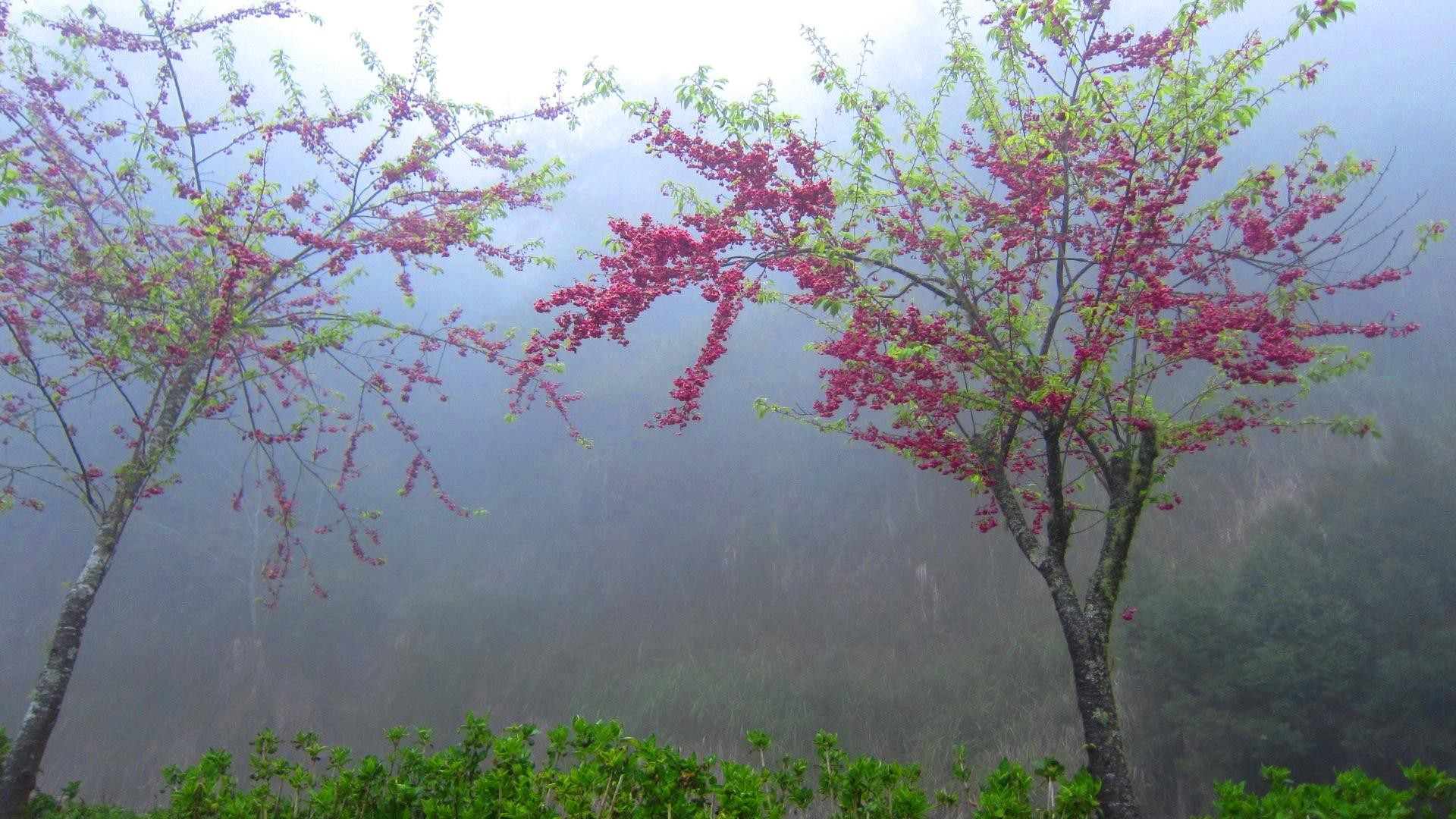 Descarga gratis la imagen Árbol, Niebla, Florecer, Tierra/naturaleza en el escritorio de tu PC