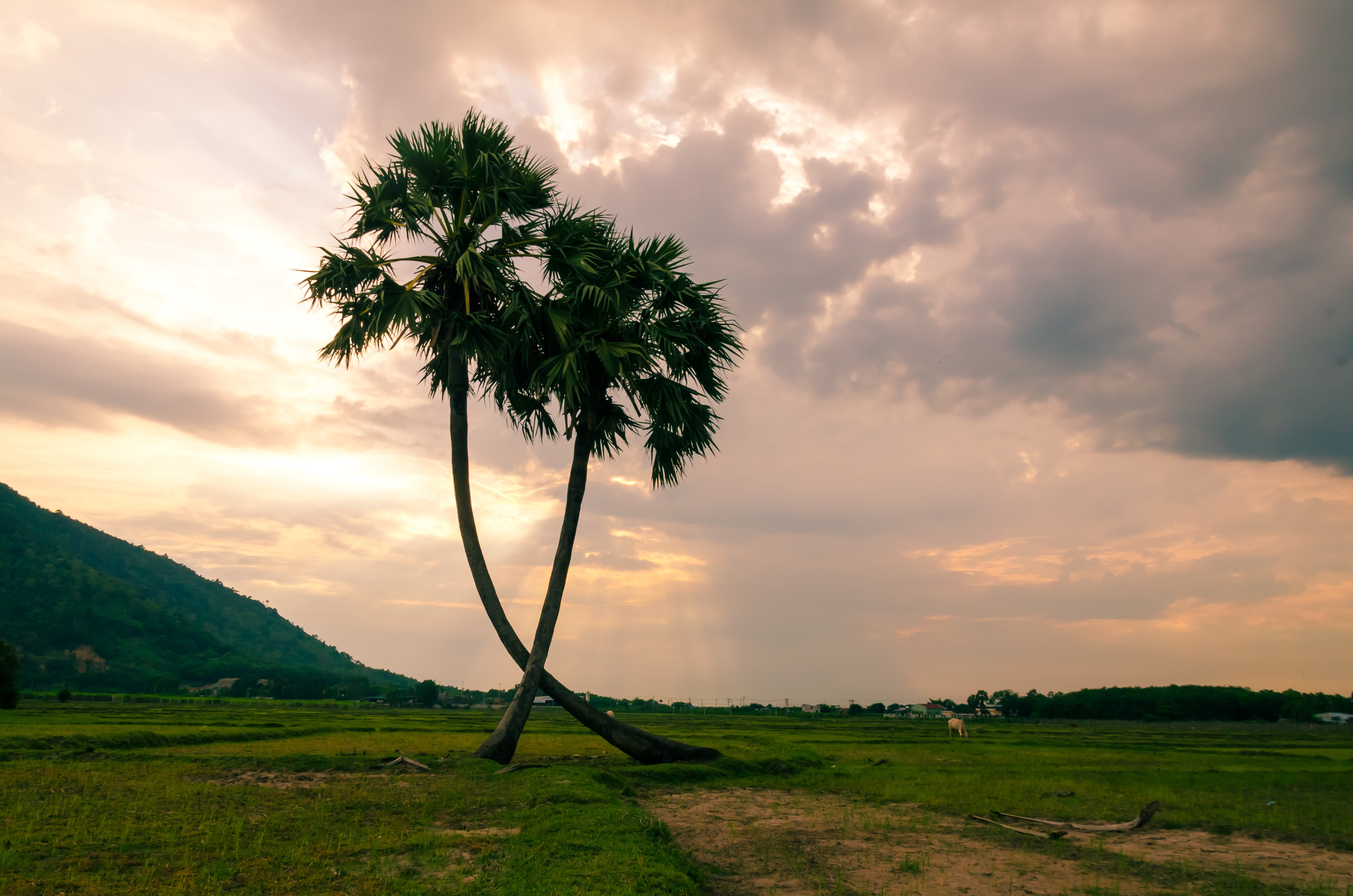 Free download wallpaper Tree, Earth, Palm Tree on your PC desktop