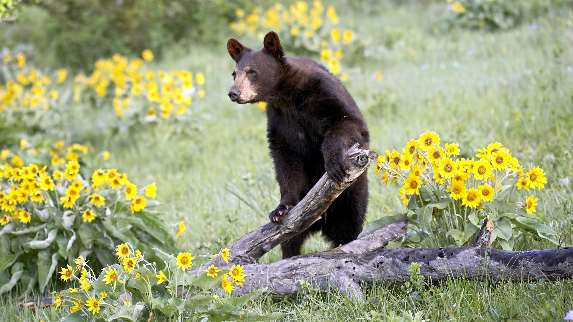 Download mobile wallpaper Grass, Climb, Animals, Flowers, Bear for free.