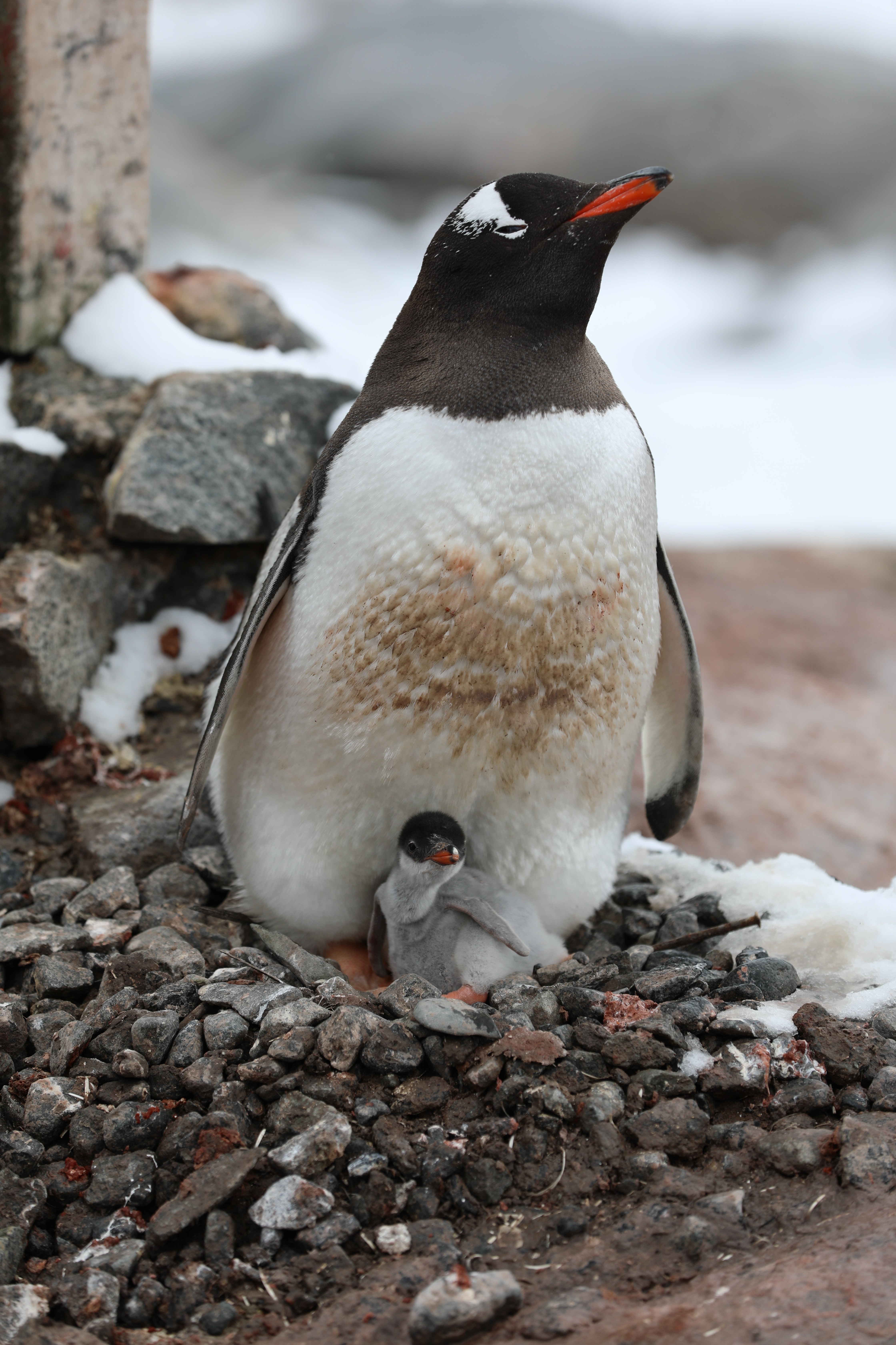 無料モバイル壁紙動物, 若い, 家族, ジョーイ, ペンギンをダウンロードします。
