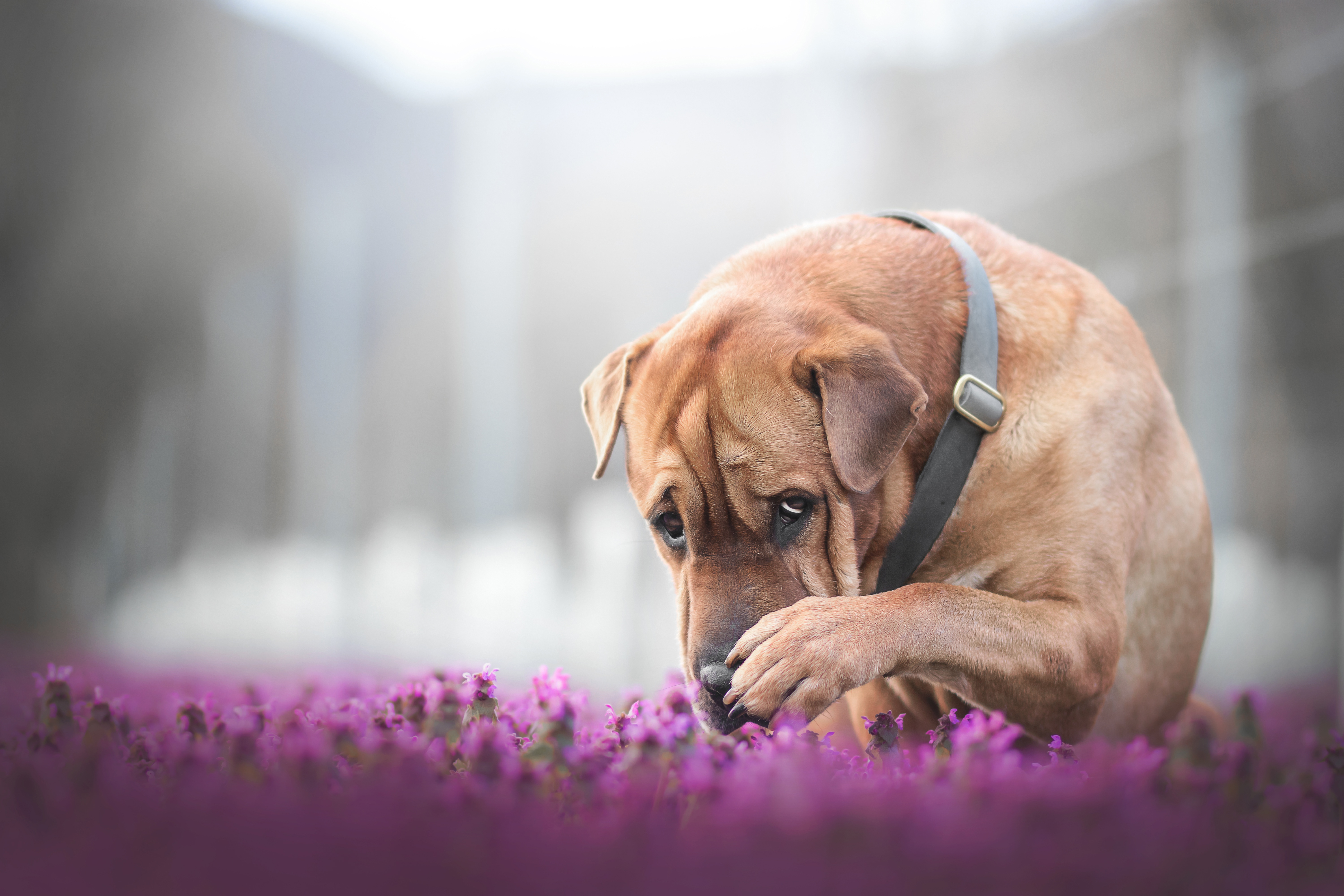 Handy-Wallpaper Tiere, Hunde, Hund, Tiefenschärfe kostenlos herunterladen.