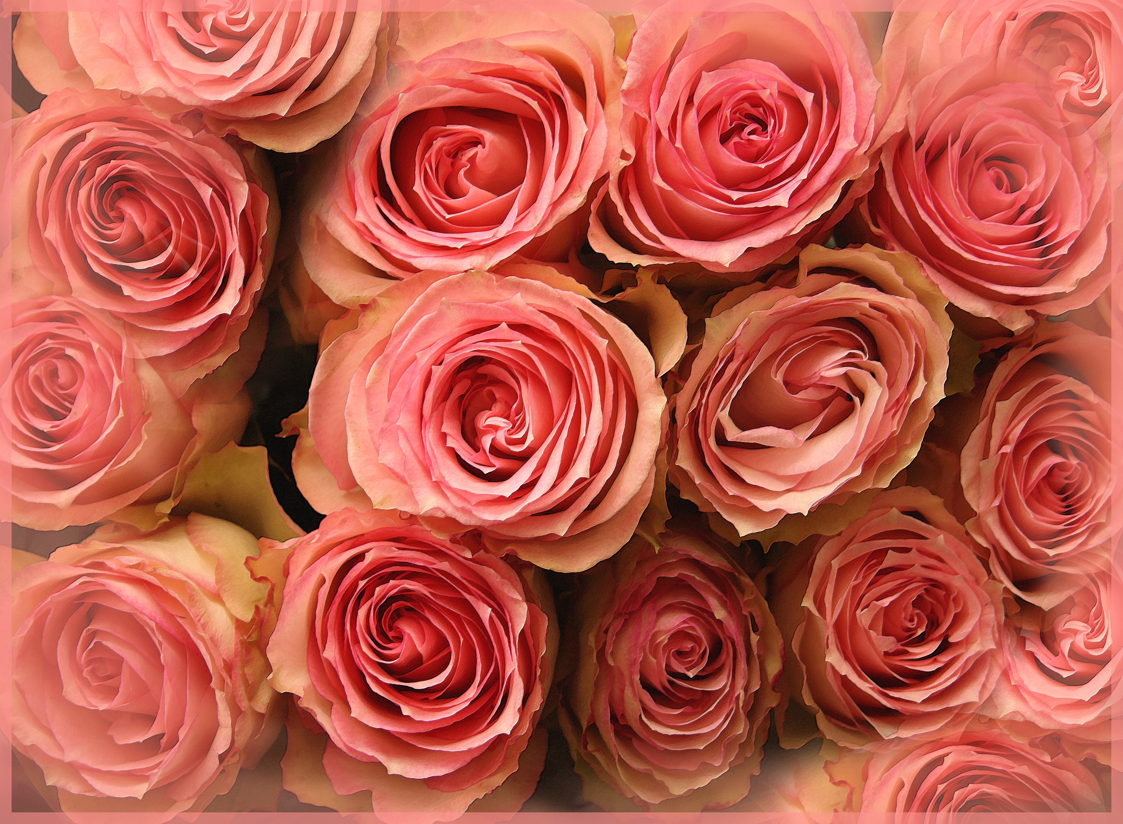 Handy-Wallpaper Blumen, Blume, Rose, Erde/natur, Pinke Blume kostenlos herunterladen.