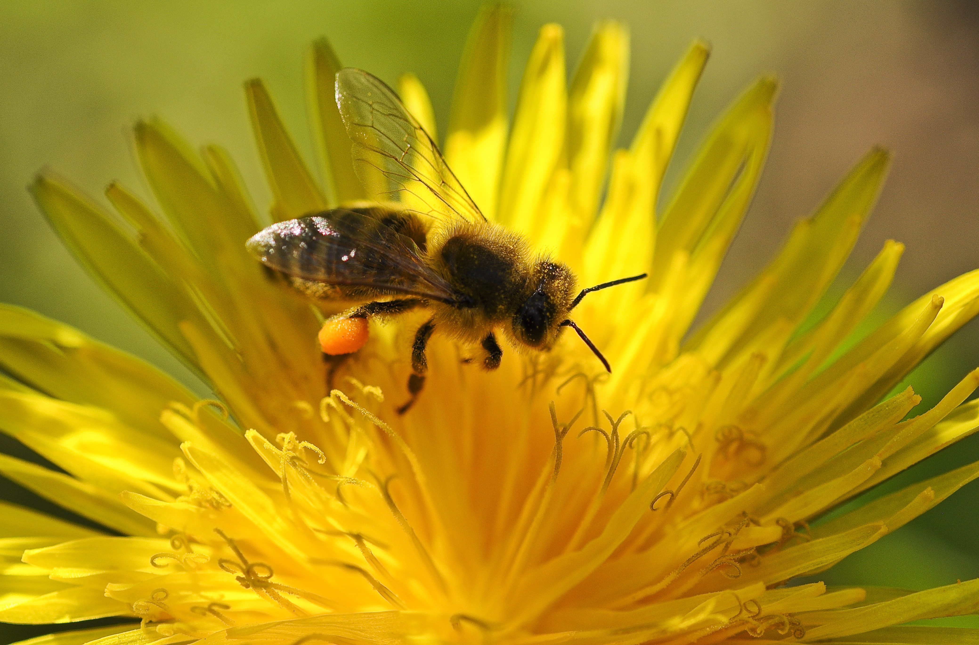 Handy-Wallpaper Tiere, Insekten, Makro, Insekt, Biene, Gelbe Blume kostenlos herunterladen.