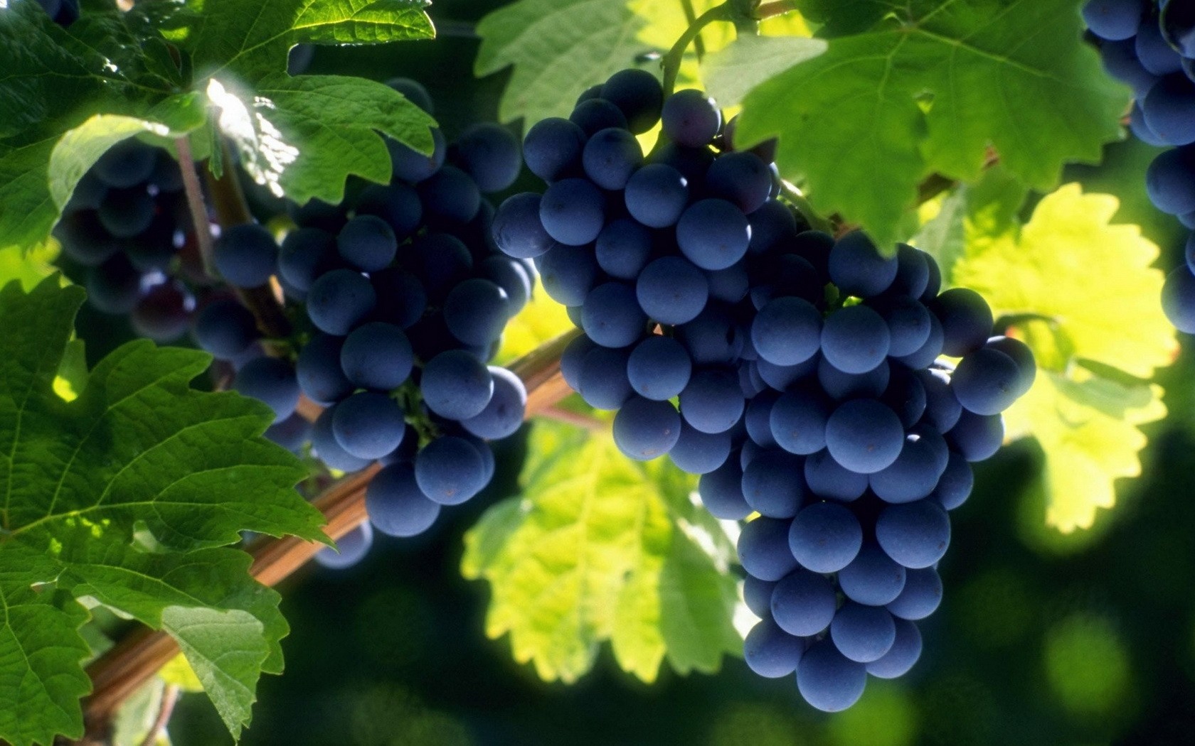 grapes, plants, fruits