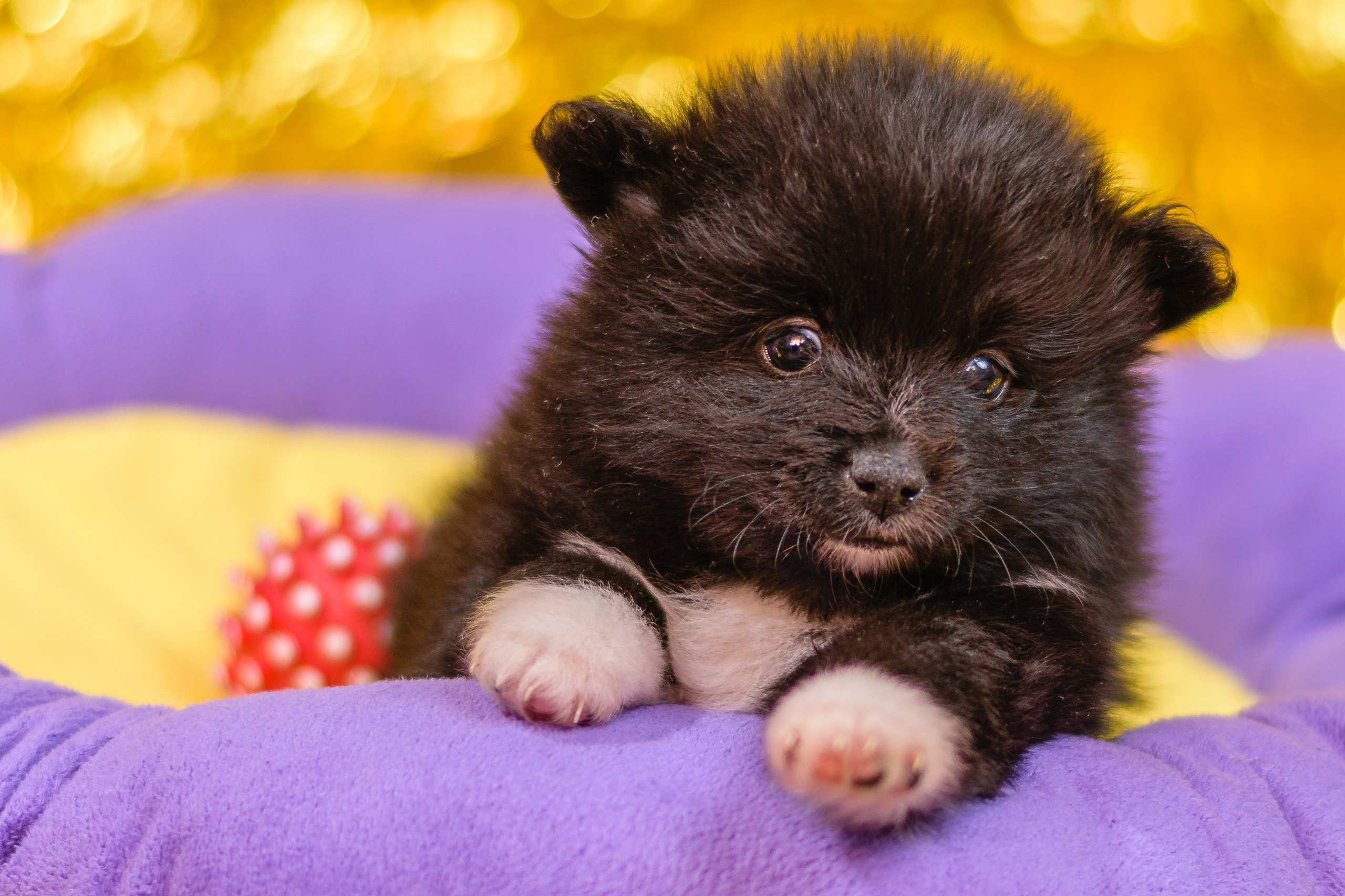 Free download wallpaper Dogs, Animal, Pomeranian on your PC desktop