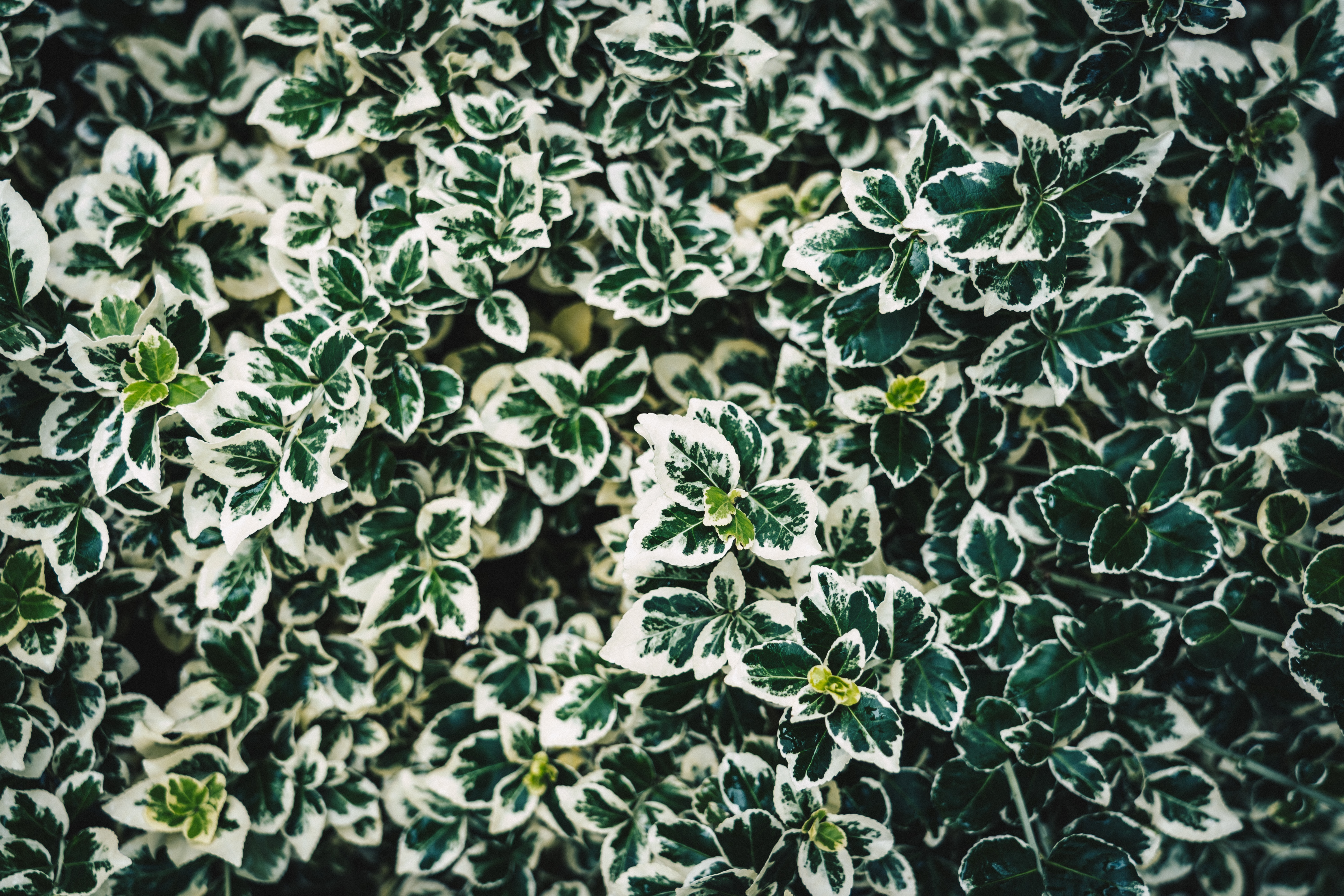 Download mobile wallpaper Spotty, Spotted, Bush, Macro, Leaves, Plant for free.