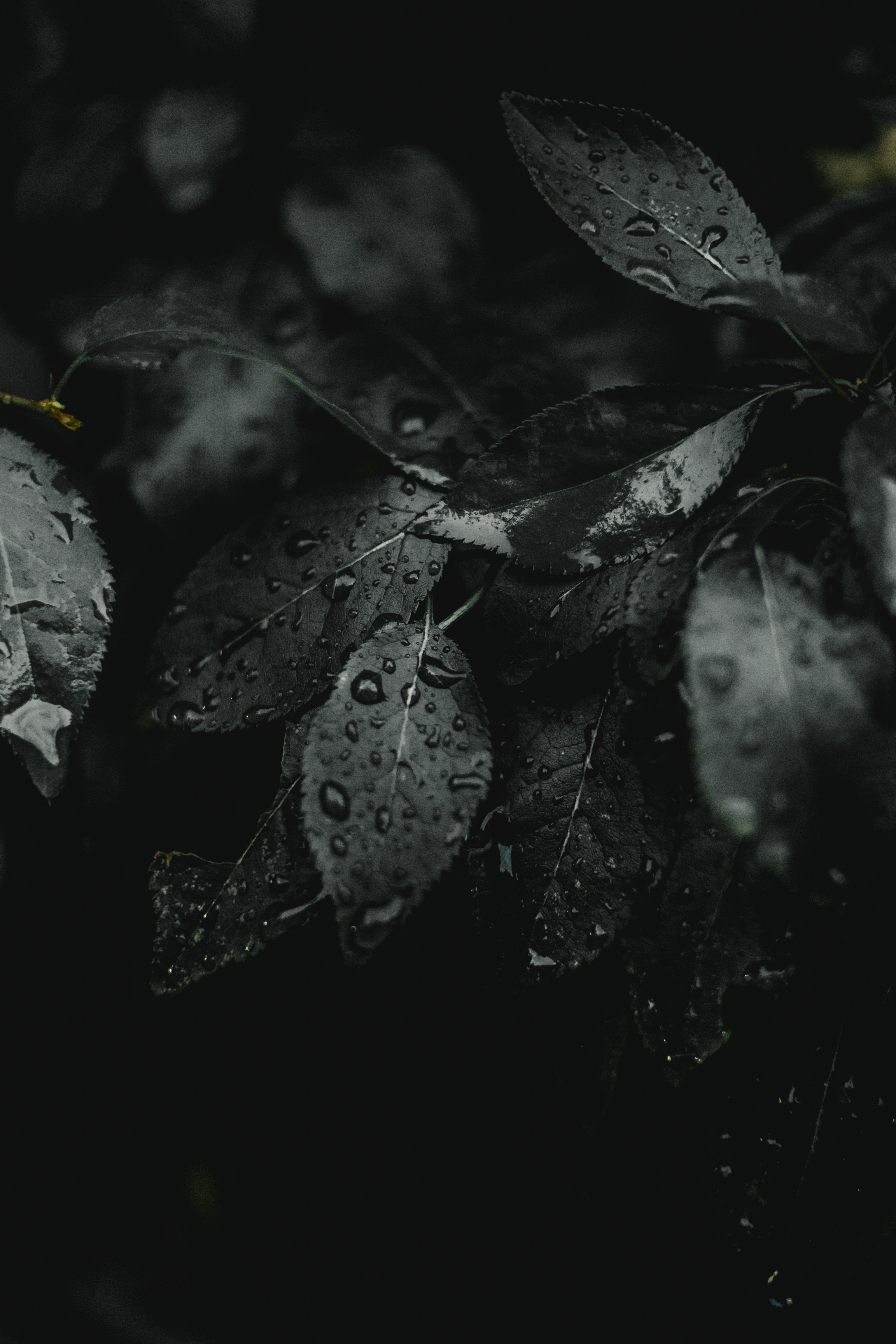 Free download wallpaper Macro, Leaves, Drops, Plant, Dark, Wet on your PC desktop