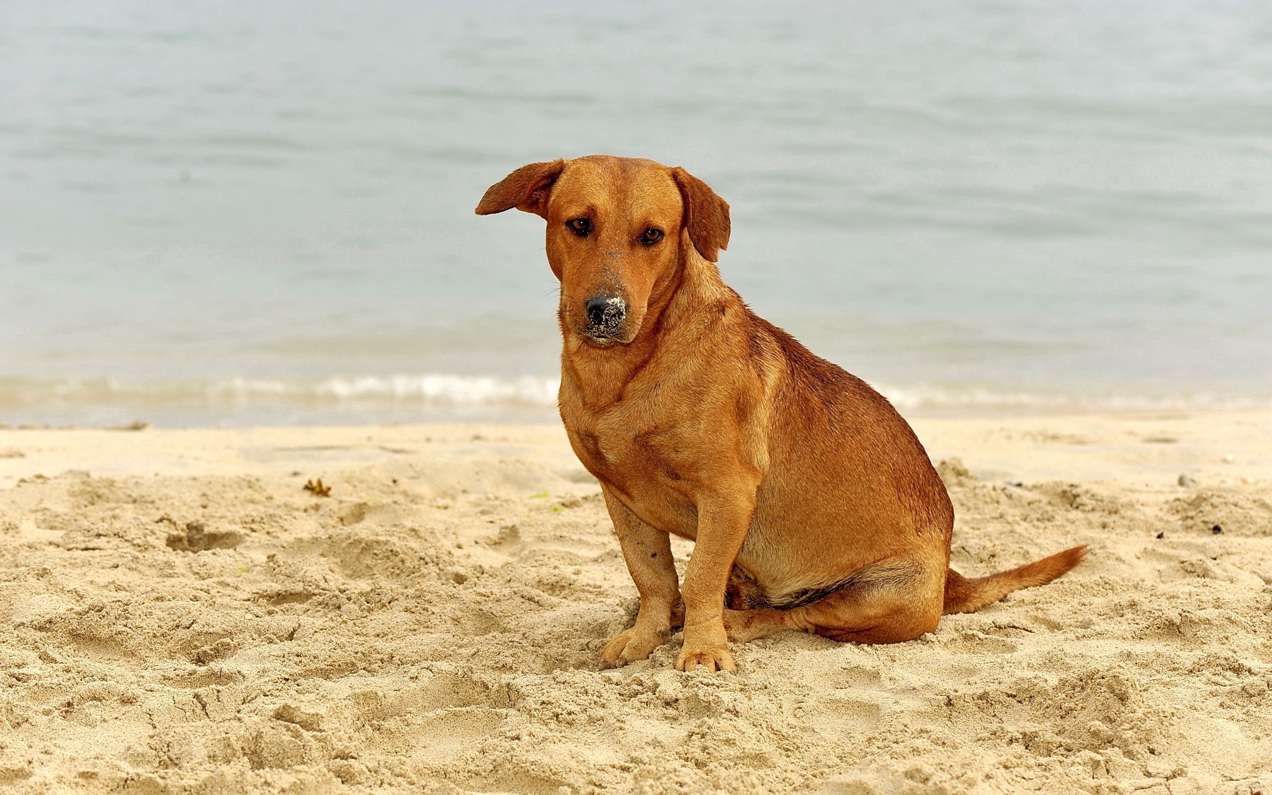 Download mobile wallpaper Sit, Sand, Dog, Animals, Sorrow, Sadness for free.