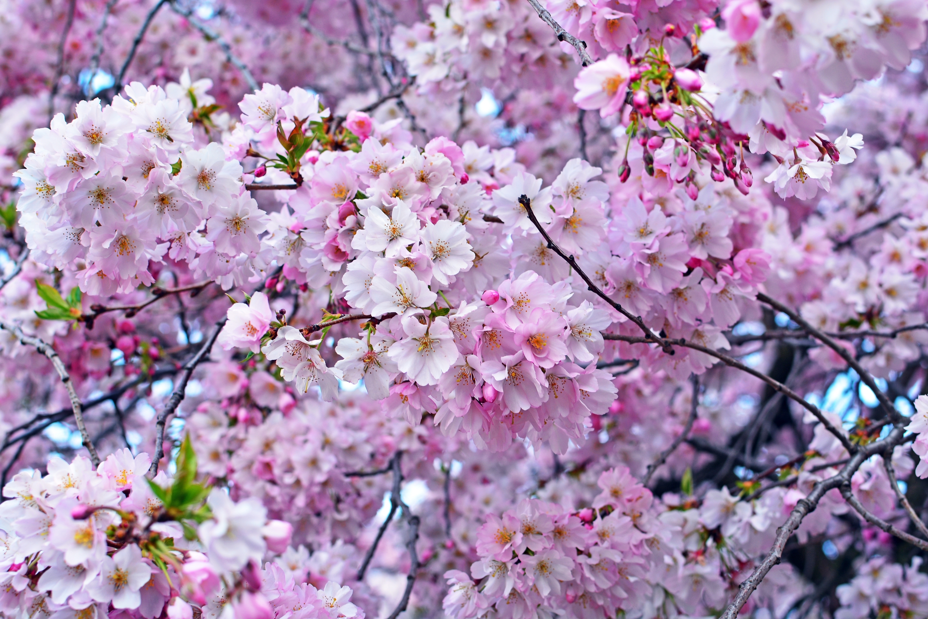Скачать картинку Природа, Цветок, Весна, Цвести, Земля/природа, Розовый Цветок, Флауэрсы в телефон бесплатно.