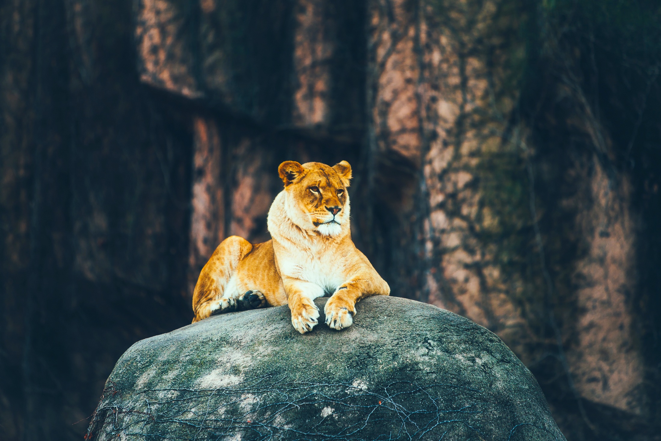 無料モバイル壁紙動物, ライオン, 猫, 横たわるをダウンロードします。