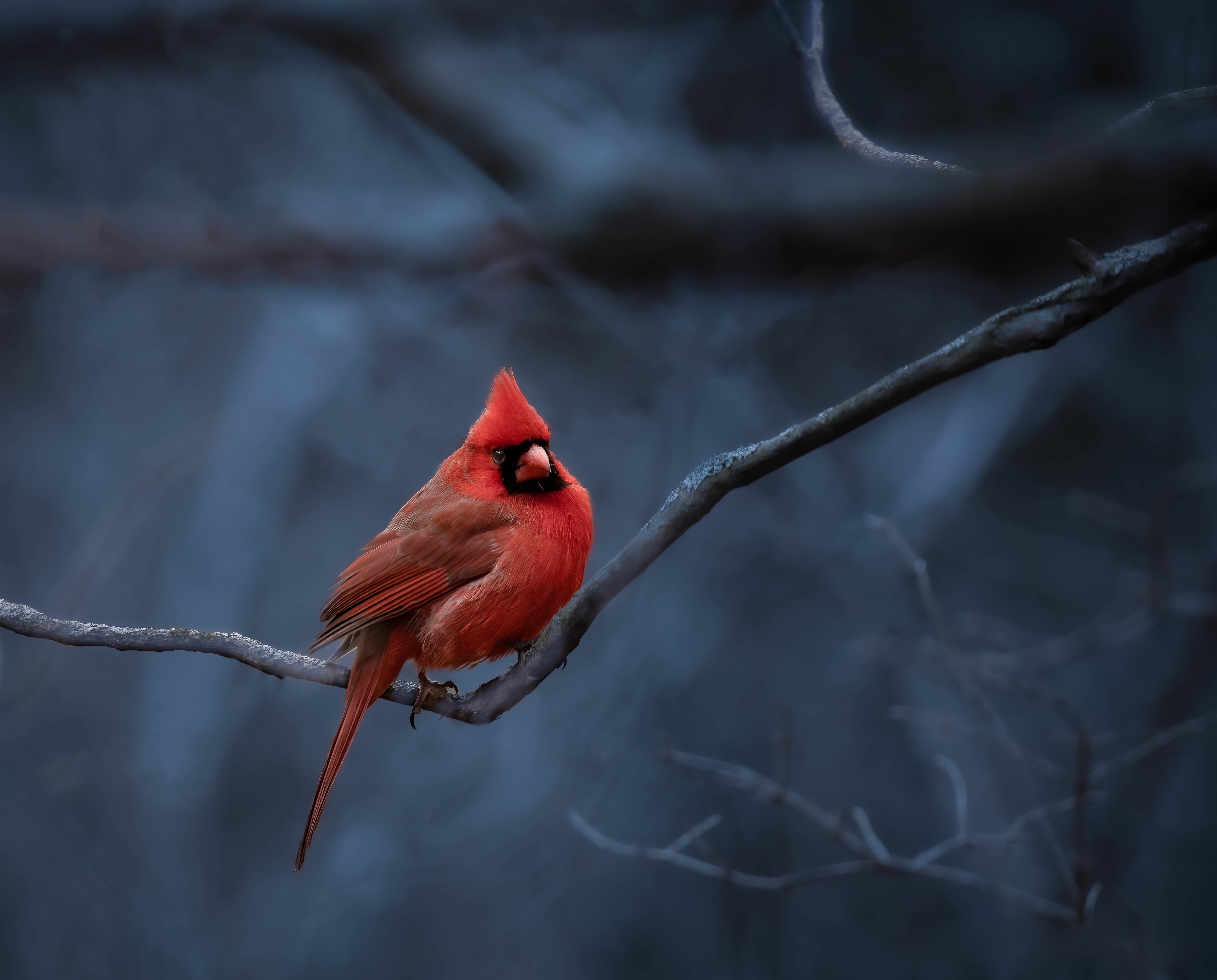 Download mobile wallpaper Birds, Animal, Cardinal for free.
