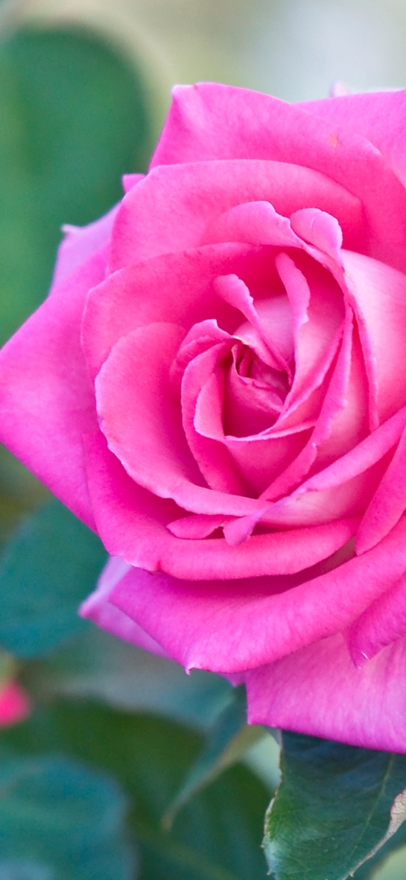Descarga gratuita de fondo de pantalla para móvil de Flores, Rosa, Flor, Flor Rosa, Tierra/naturaleza, Rosa Rosada.