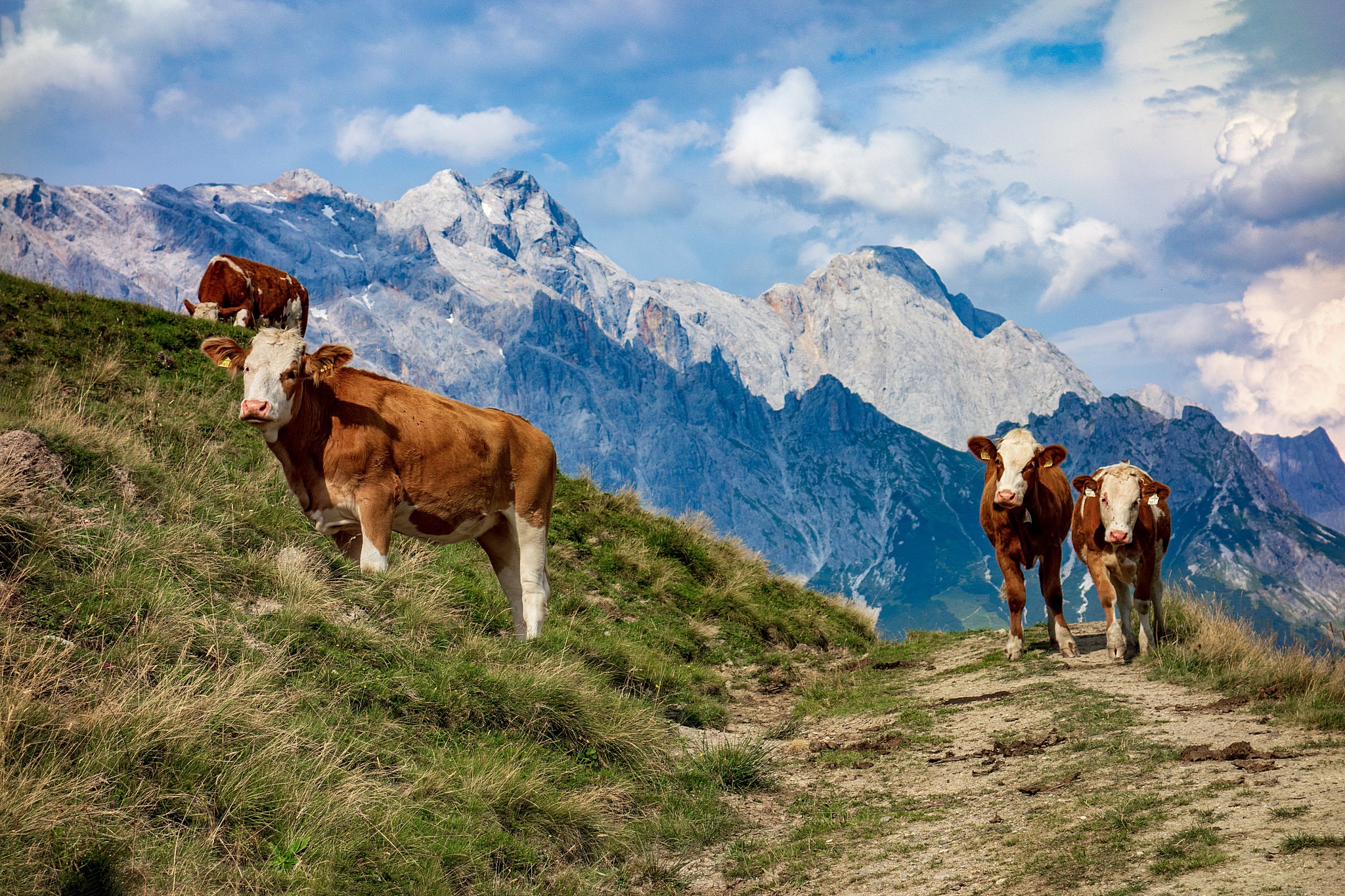 Laden Sie das Tiere, Gebirge, Kuh-Bild kostenlos auf Ihren PC-Desktop herunter