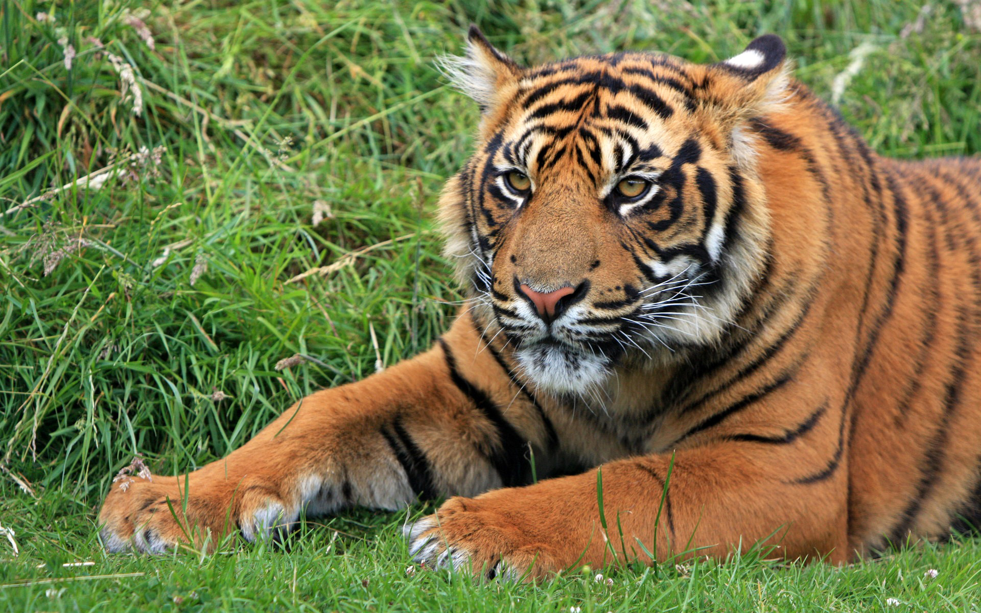 Descarga gratuita de fondo de pantalla para móvil de Animales, Tigre.