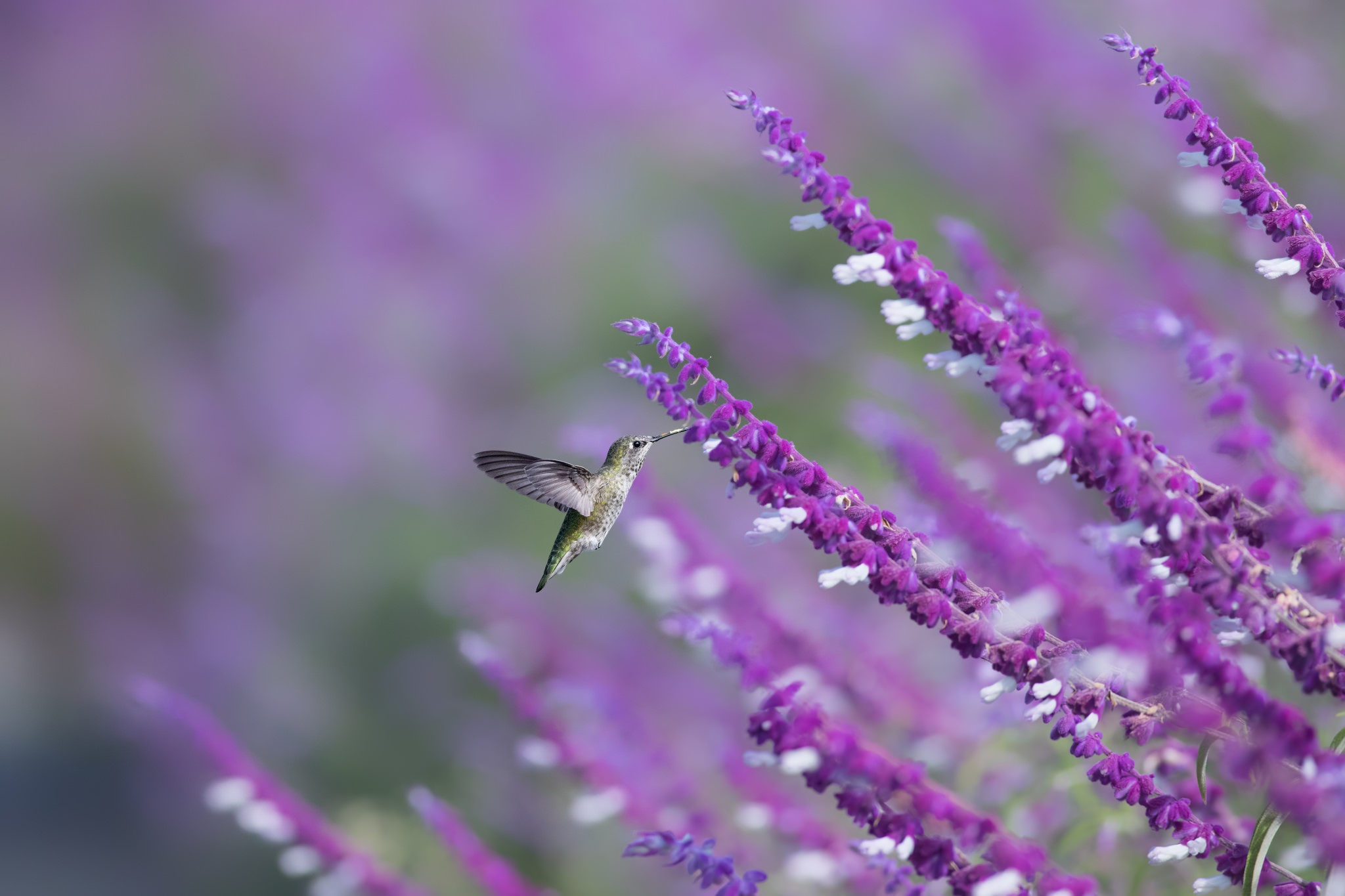 Download mobile wallpaper Birds, Flower, Bird, Animal, Purple Flower, Hummingbird for free.