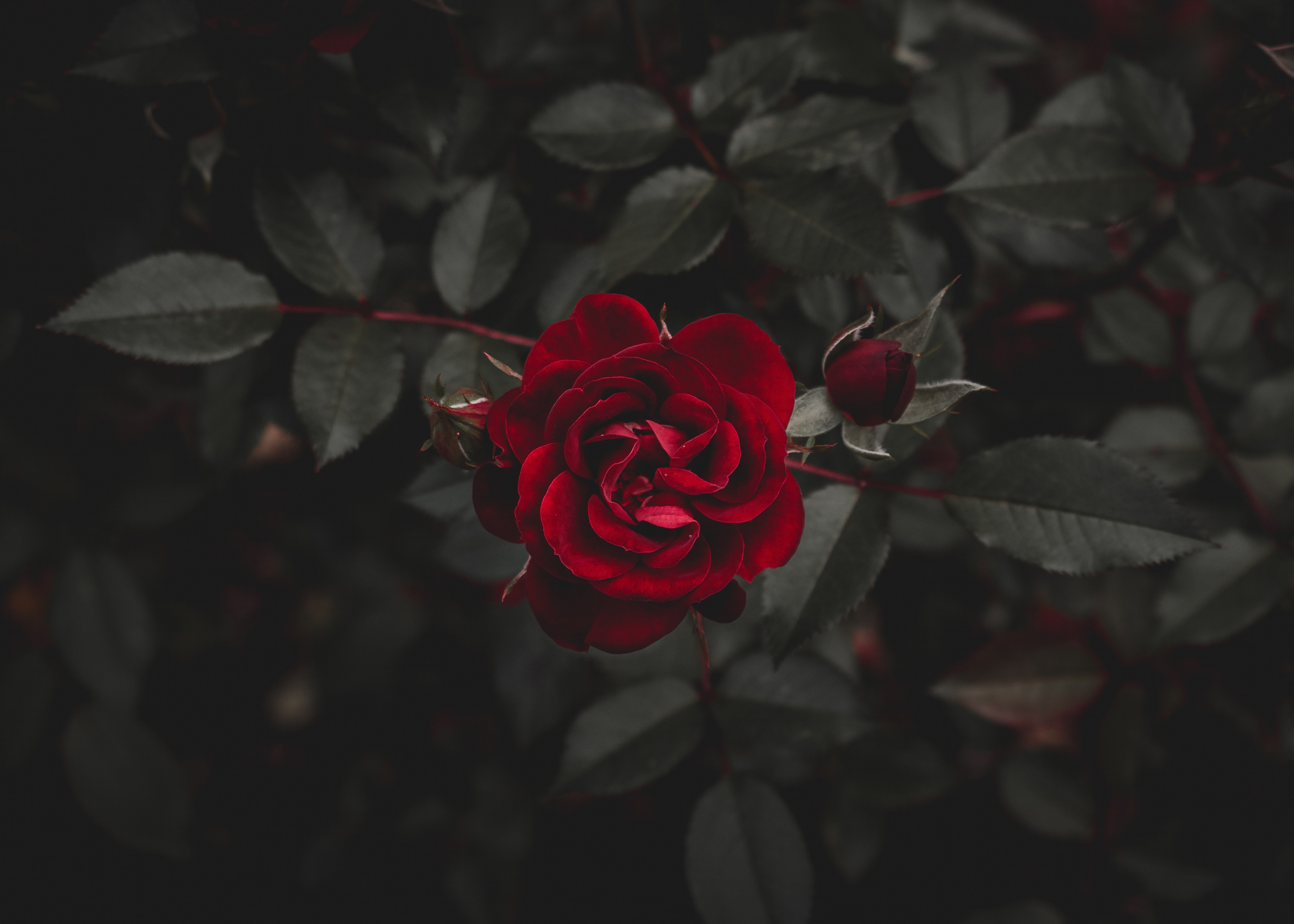 116984 télécharger l'image rouge, fleur, rose, fleurs, une rose, bourgeon - fonds d'écran et économiseurs d'écran gratuits